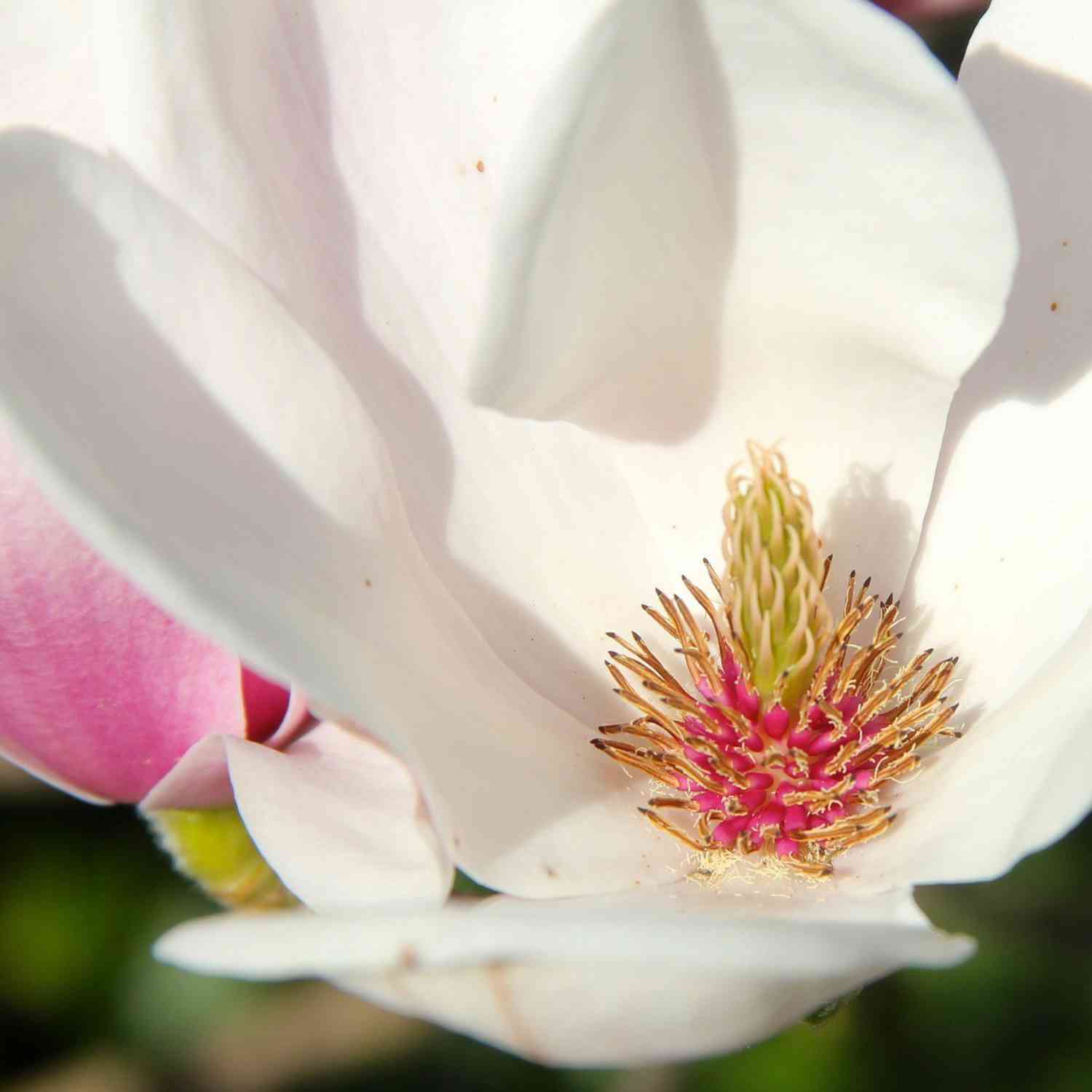 Tulpen-Magnolie 'Alba Superba'