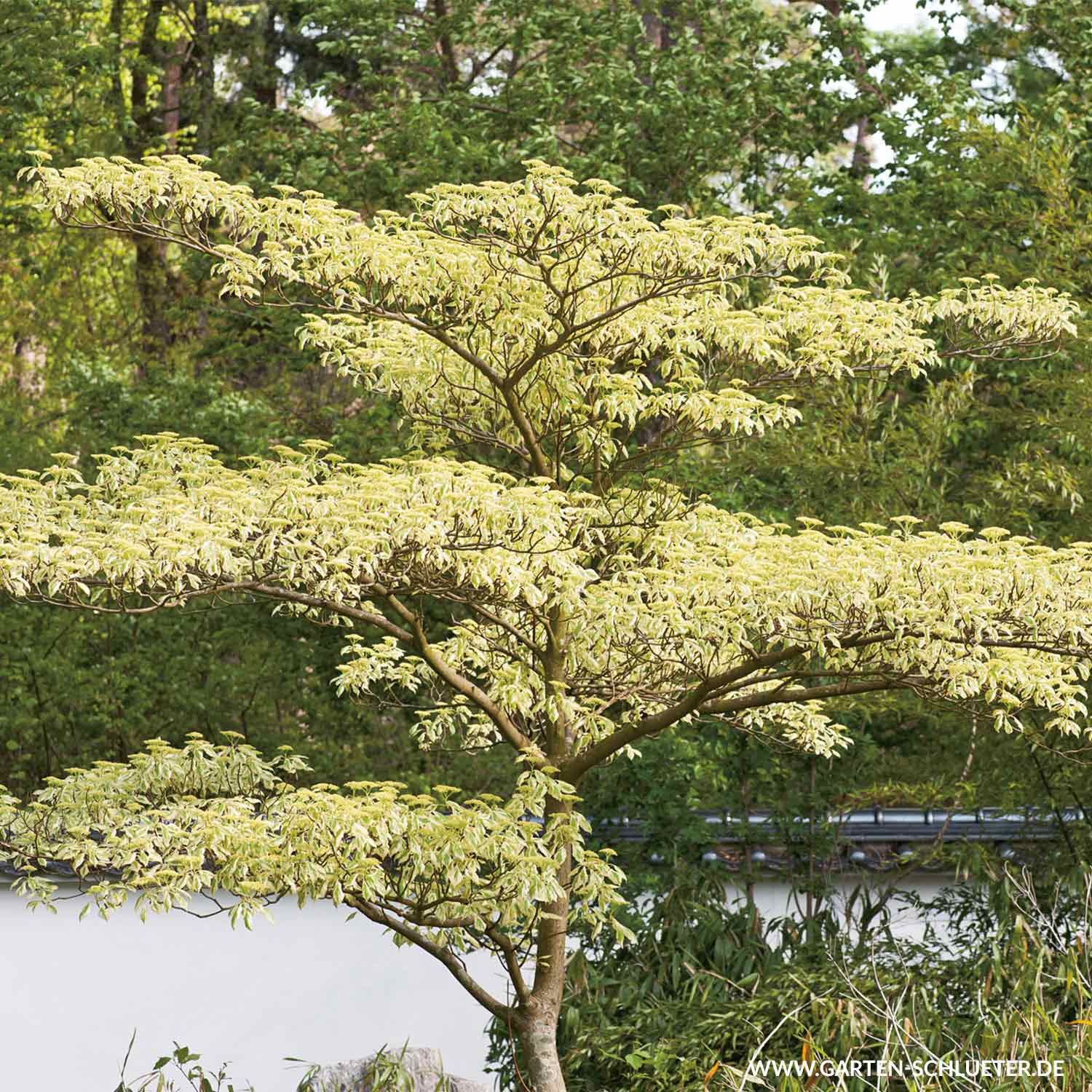 Hoher Weißbunter Pagoden- Hartriegel 'Variegata' C5 60-80 cm Liefergröße: 60 - 80 cm