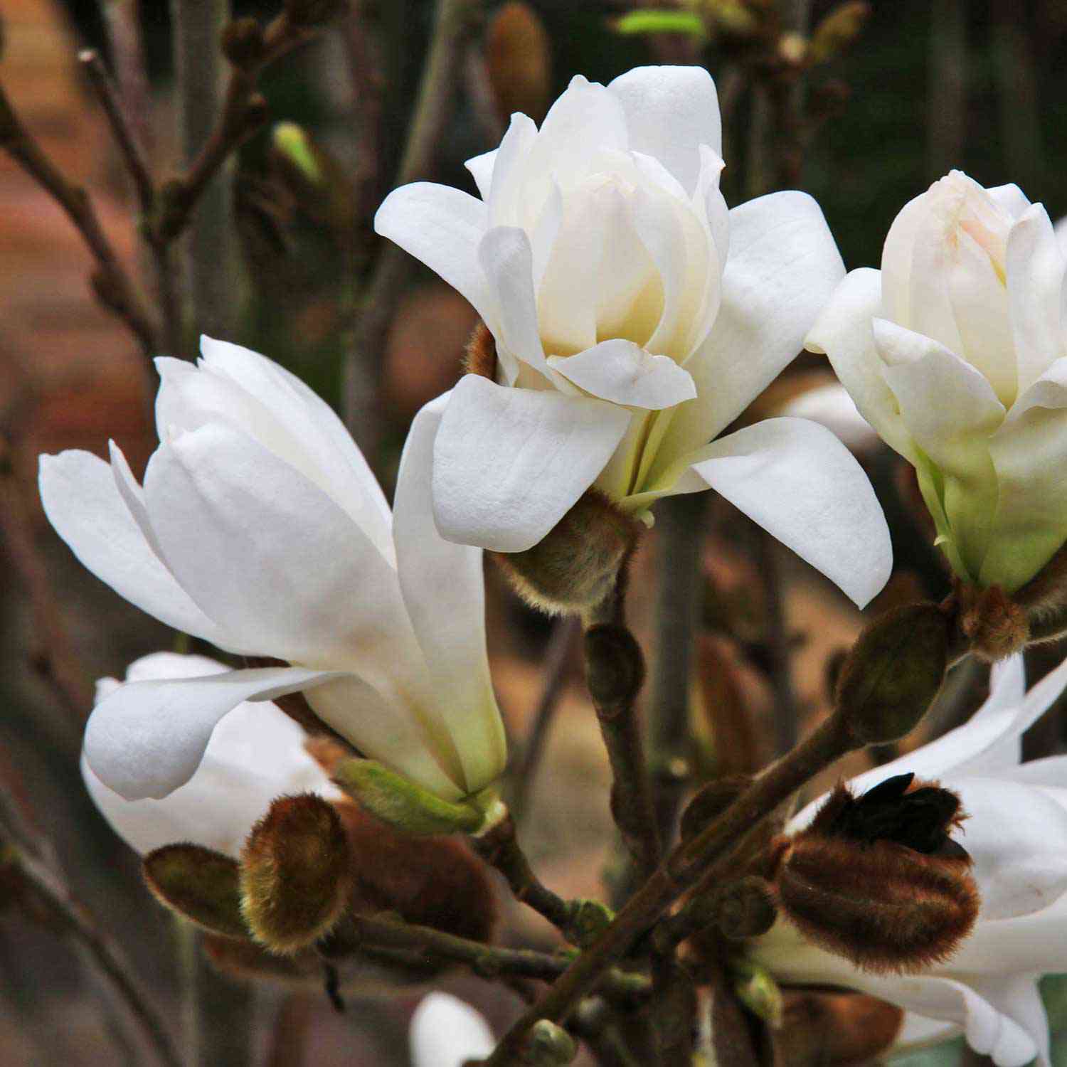 Sternmagnolie 'Frühlingsbote' Sternmagnolie 'Frühlingsbote'