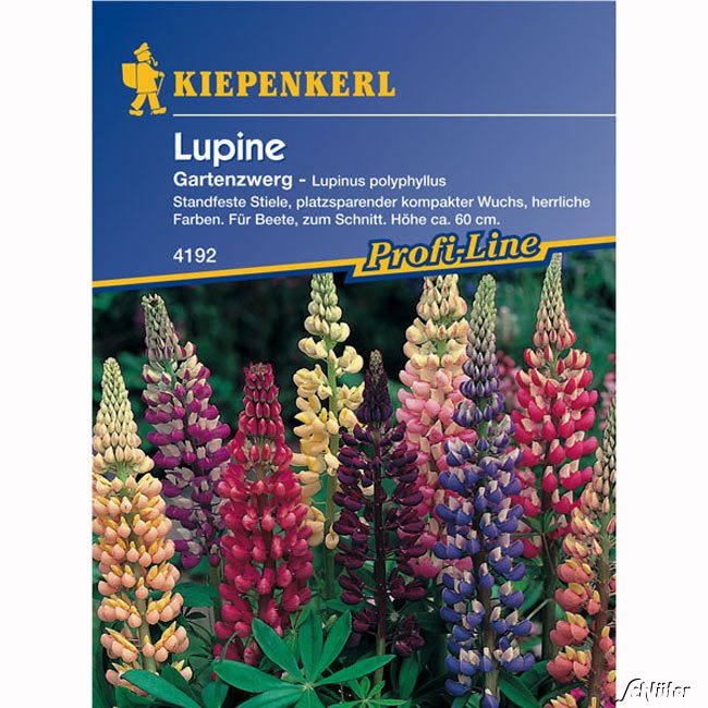 Lupinen 'Gartenzwerg' Lieferform: Portionssaatgut