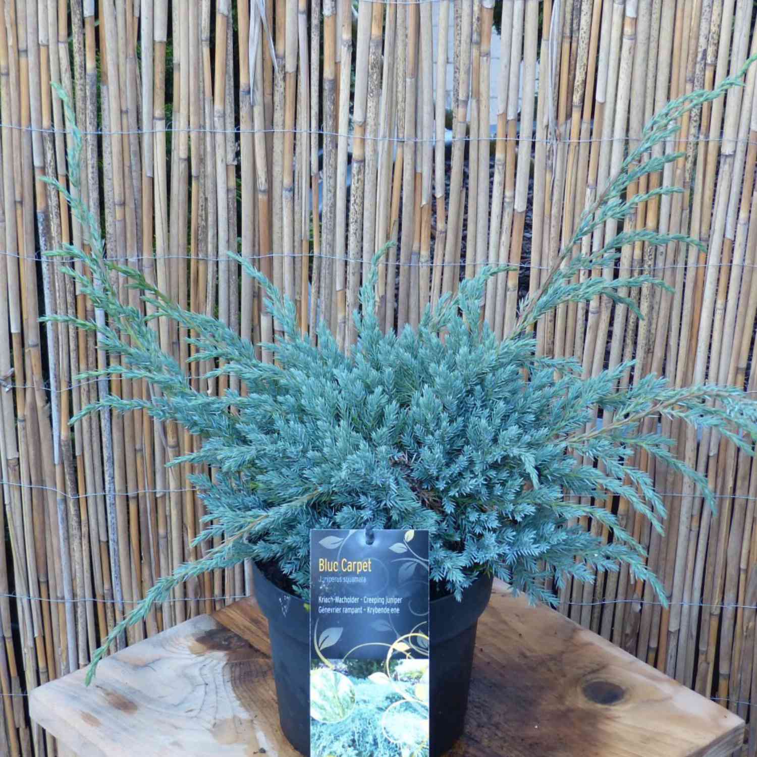 Blauer Kriechwacholder 'Blue Carpet'