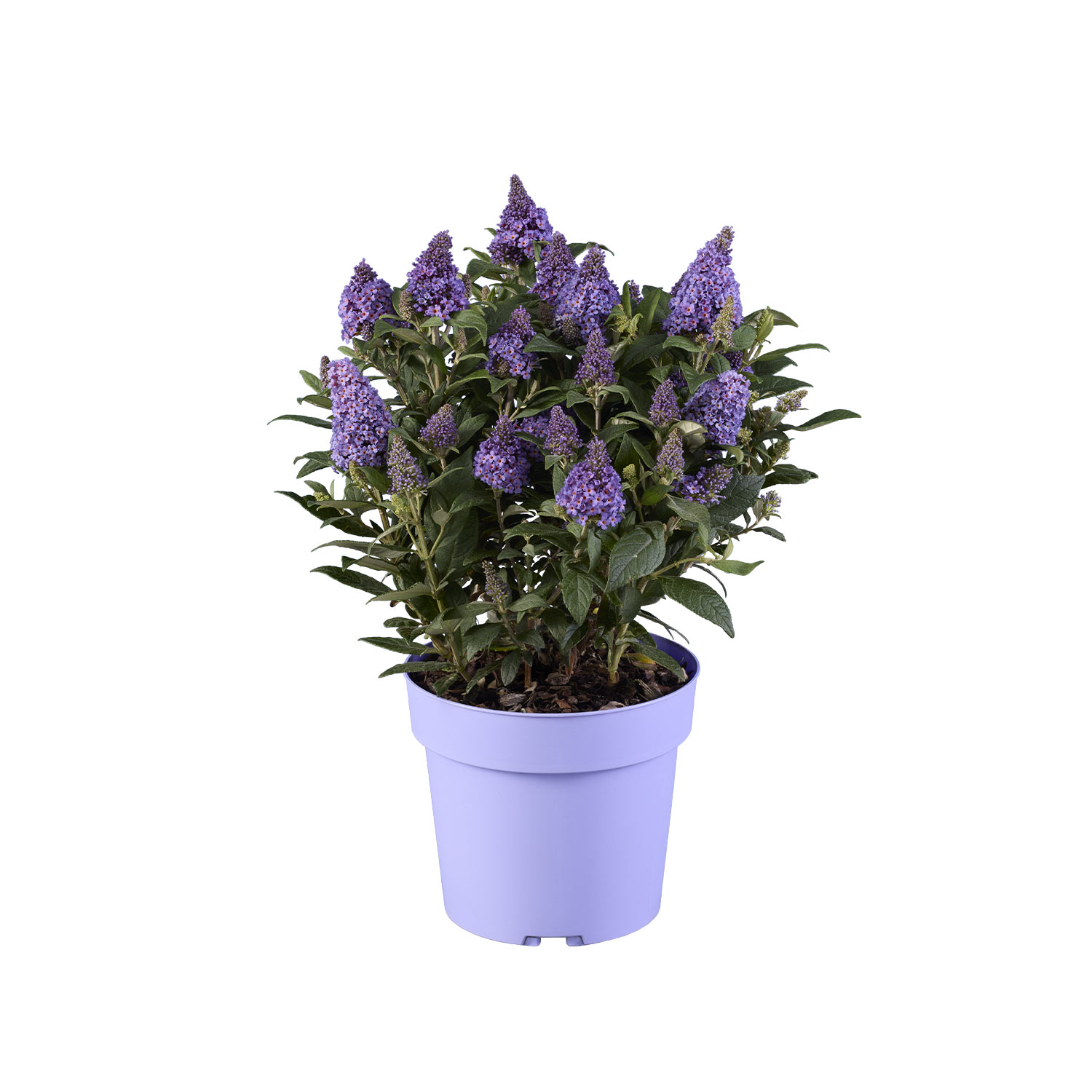Zwerg-Sommerflieder 'Little Rockstars® Blue'
