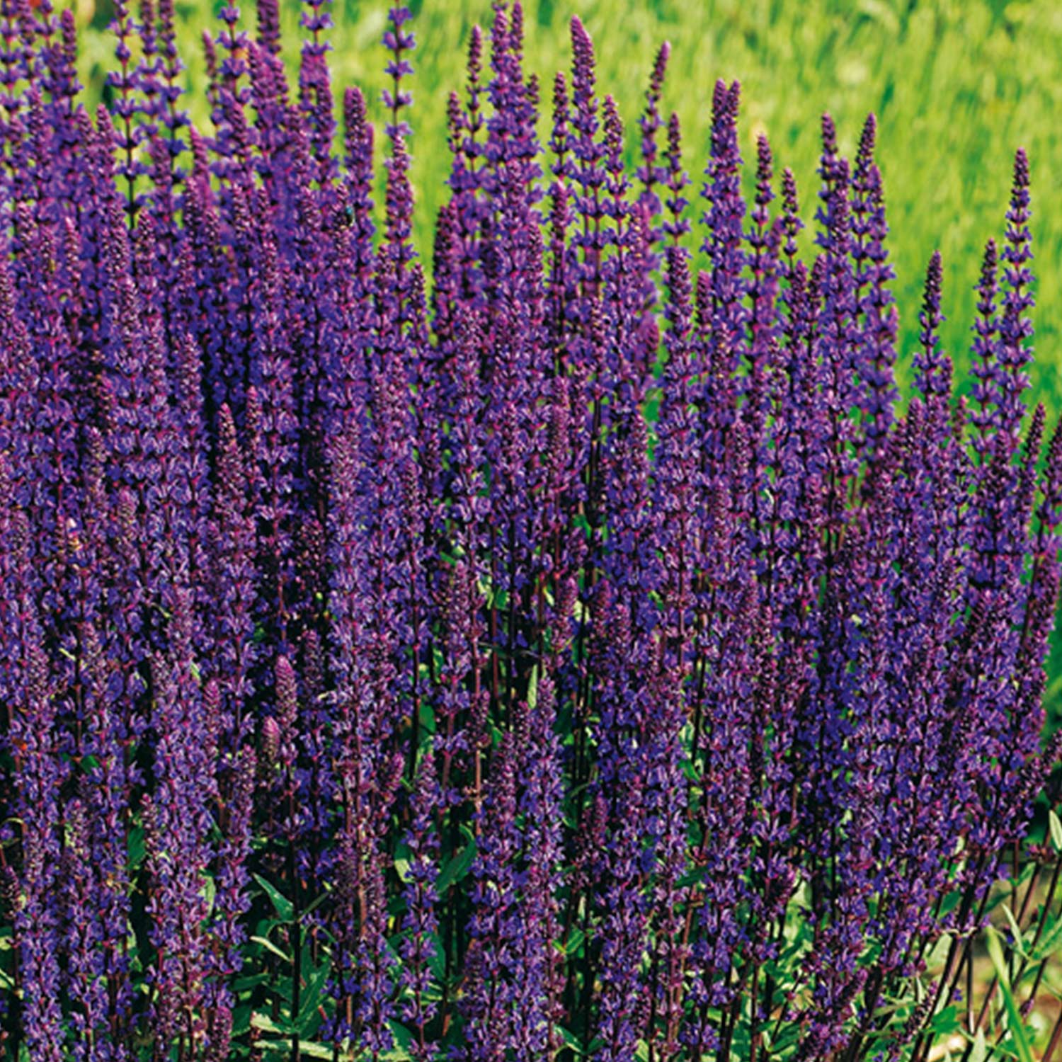 Steppensalbei 'Caradonna'