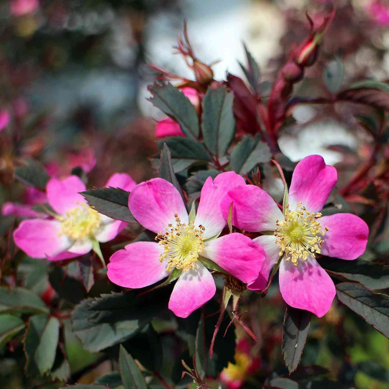 Hechtrose - Rotblättrige Wildrose Hechtrose - Rotblättrige Wildrose