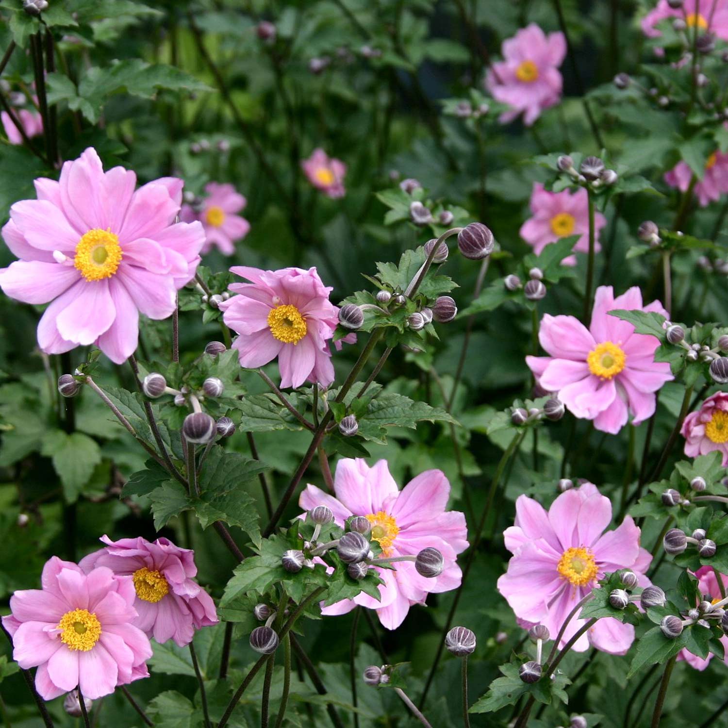Kategorie <b>Produkt ohne Kategoriezuordnung </b> - Herbst-Anemone 'Serenade' Lieferform: Im 9 cm Topf - Anemone tomentosa