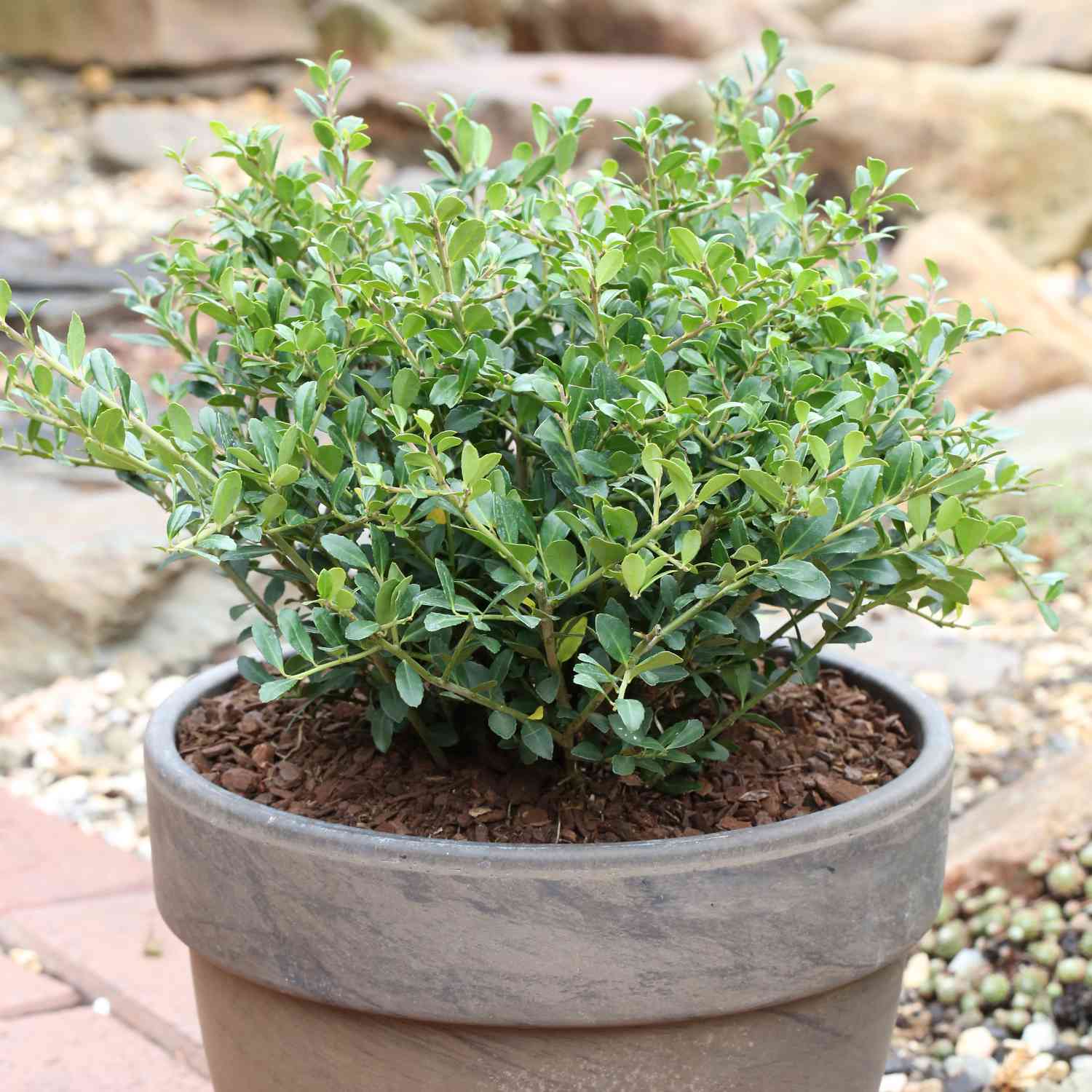 Niedriger Berg-Ilex 'Stokes'