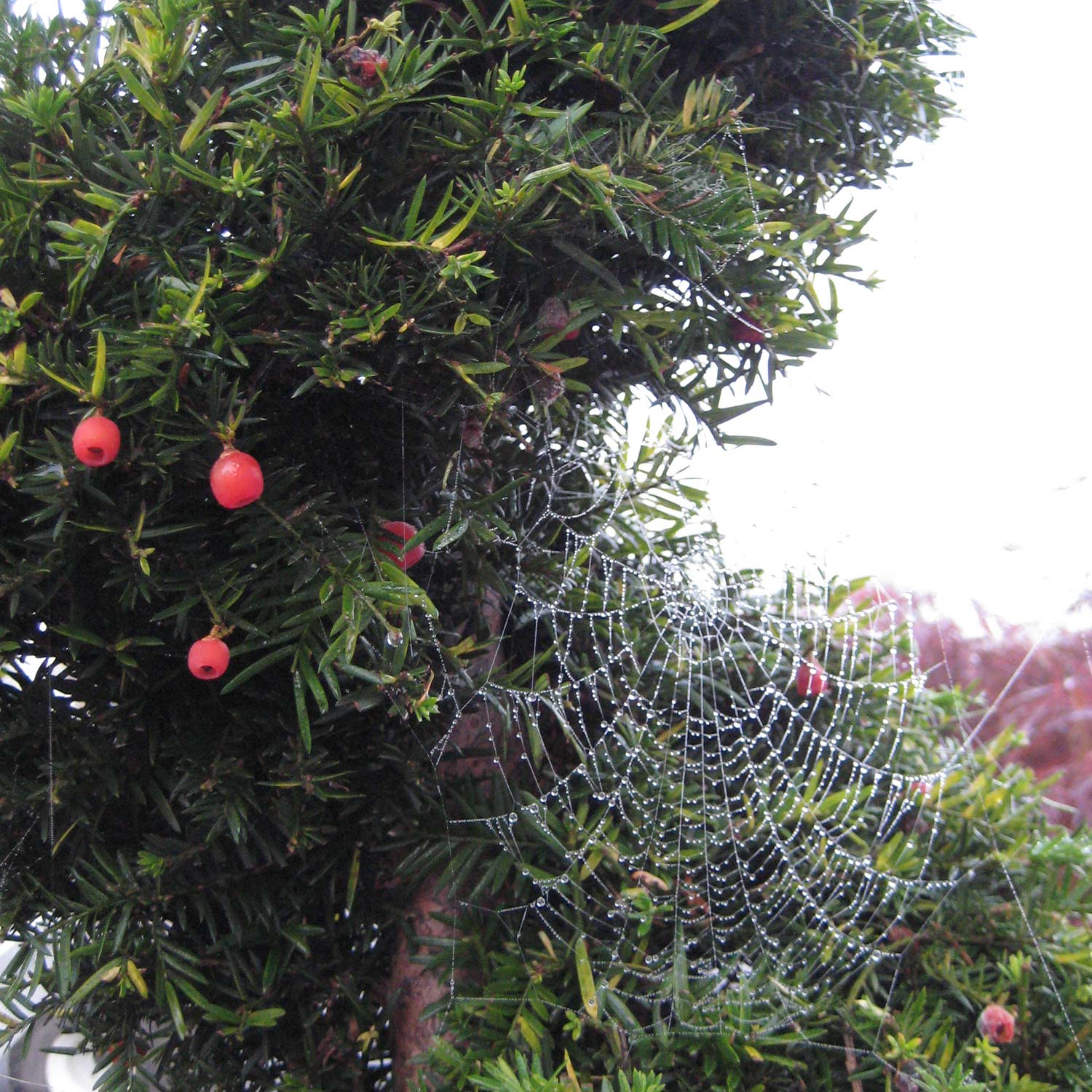 Europäische Eibe Europäische Eibe