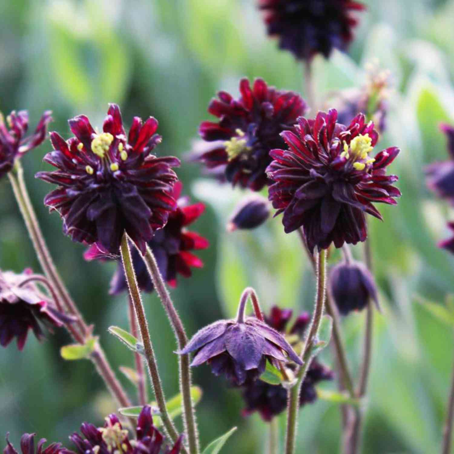 Gefüllte Akelei 'Black Barlow' Gefüllte Akelei 'Black Barlow'