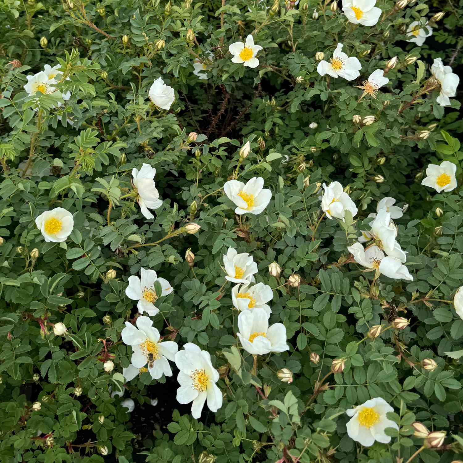 Bibernellrose / Dünenrose