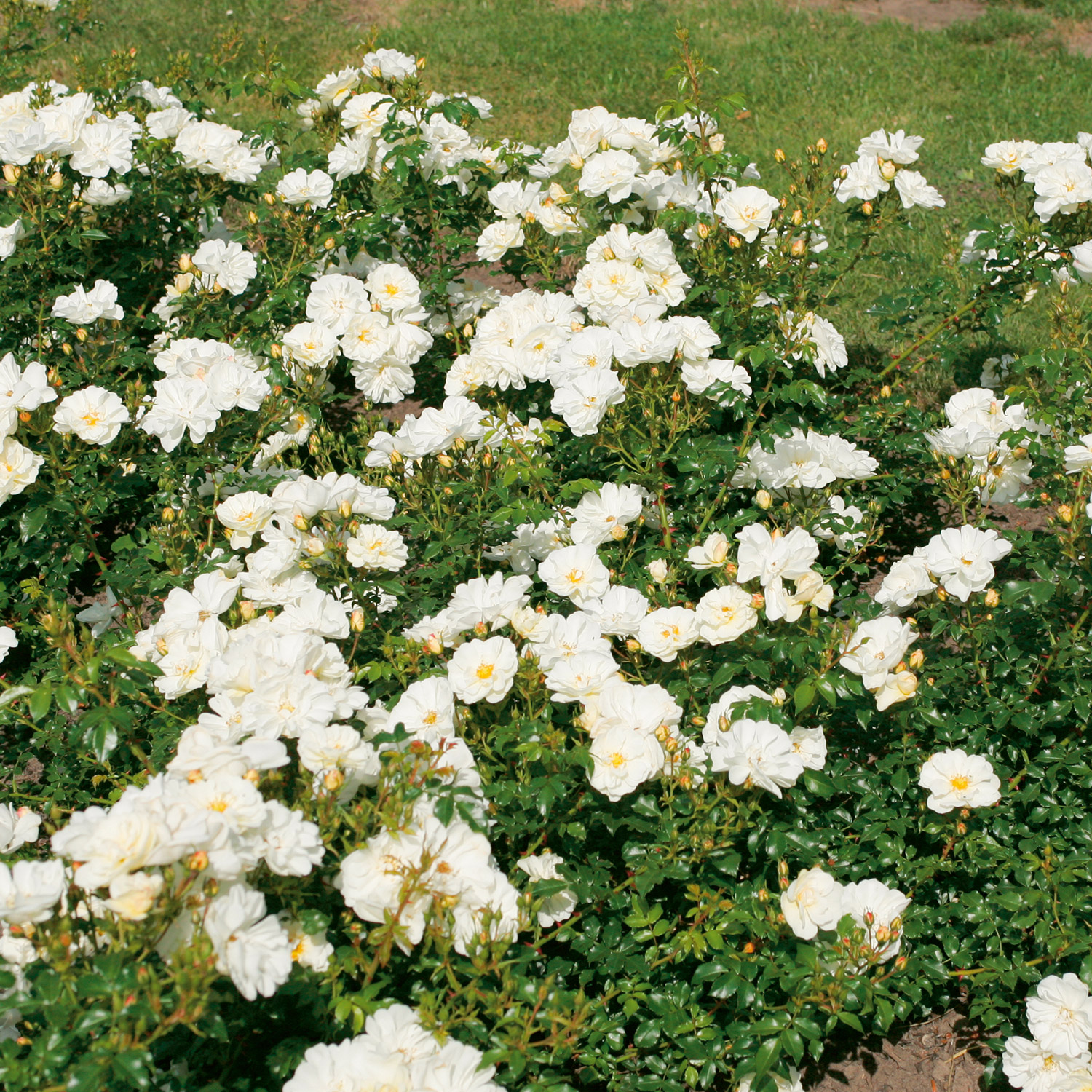 Bodendeckerrose 'Diamant®' - ADR-Rose, 5 Liter, 3 starke Triebe, A-Qualität Liefergröße: 3 starke Triebe, A-Qualität