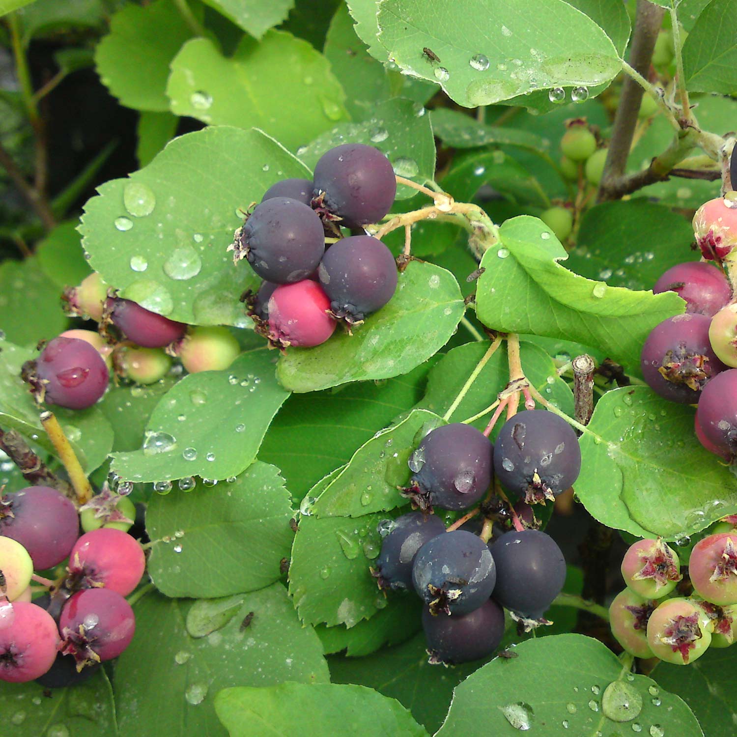 Erlenblättrige Felsenbirne 'Greatberry Garden' C 5 60/80 Liefergröße: 60 - 80 cm
