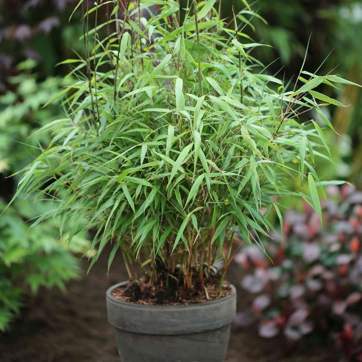 Heckenbambus 'Asian Wonder'