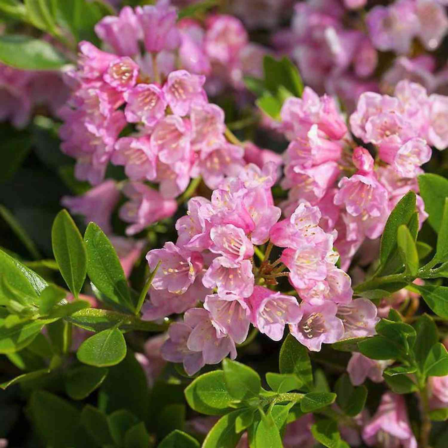Rhododendron Nugget by 'Bloombux®' - der blühende Buchsbaumersatz Rhododendron Nugget by 'Bloombux®' - der blühende Buchsbaumersatz