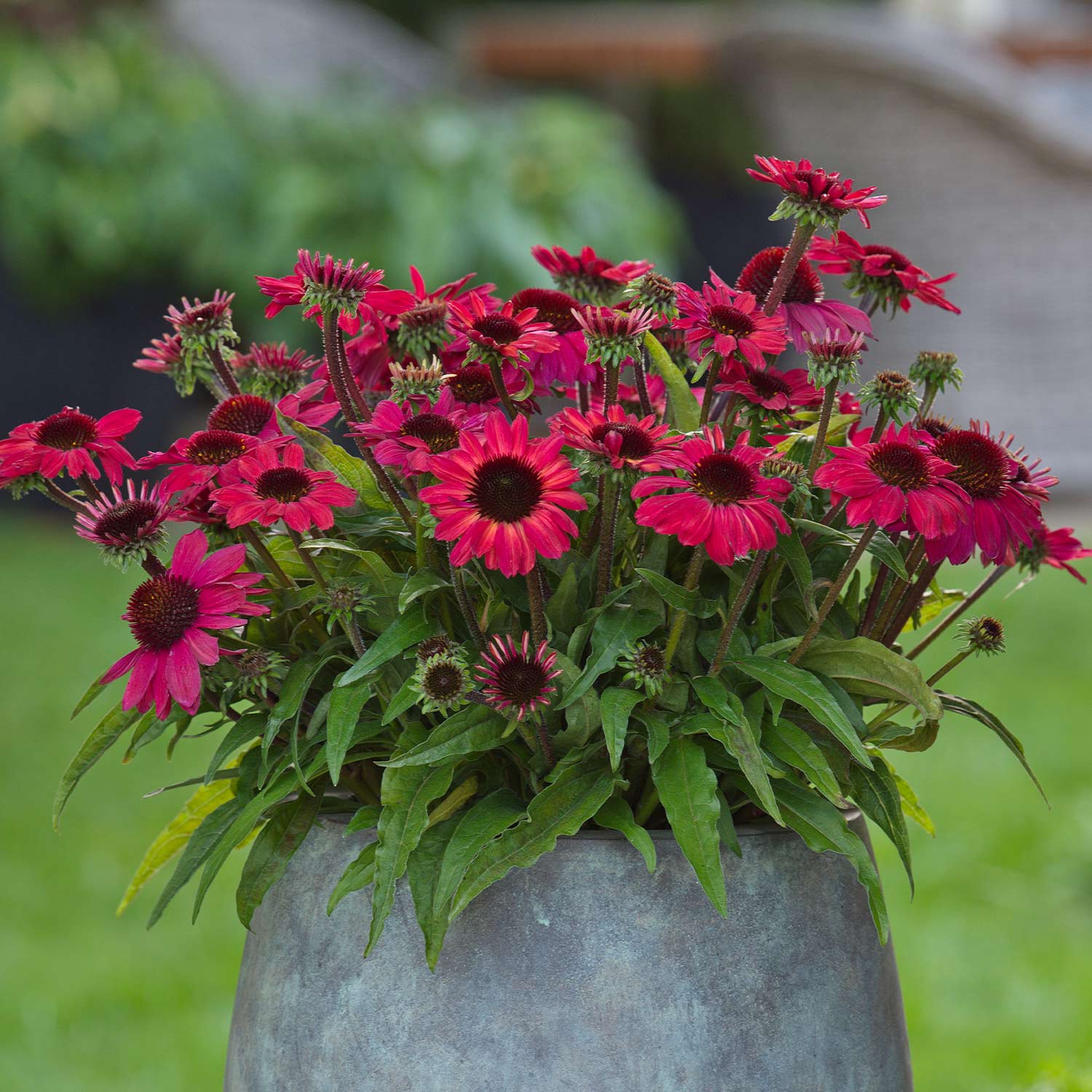 Stauden - Scheinsonnenhut 'SunMagic Vintage Red®' Lieferform: Im 2 Liter Topf - Echinacea purpurea