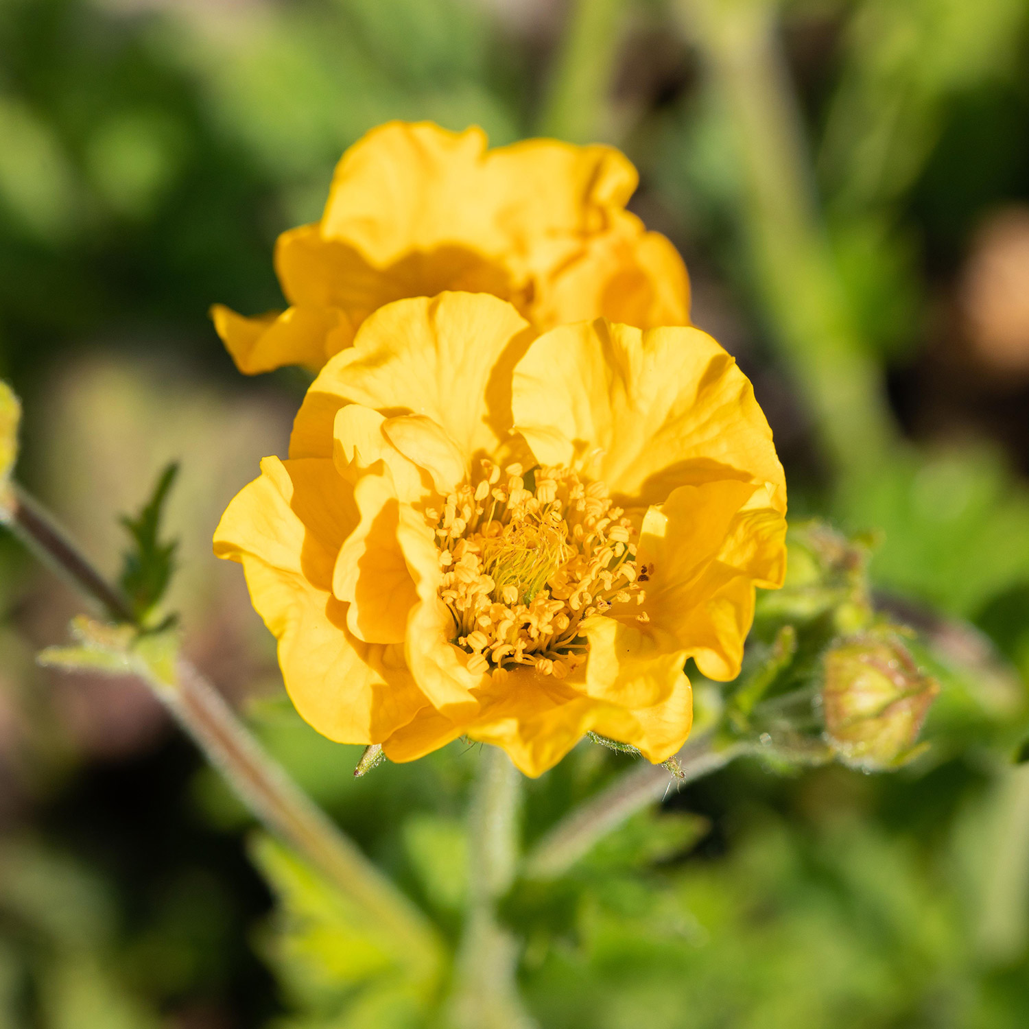 Kategorie <b>Stauden </b> - Nelkenwurz 'Lightnings Shadow' Lieferform: Im 9 cm Topf - Geum
