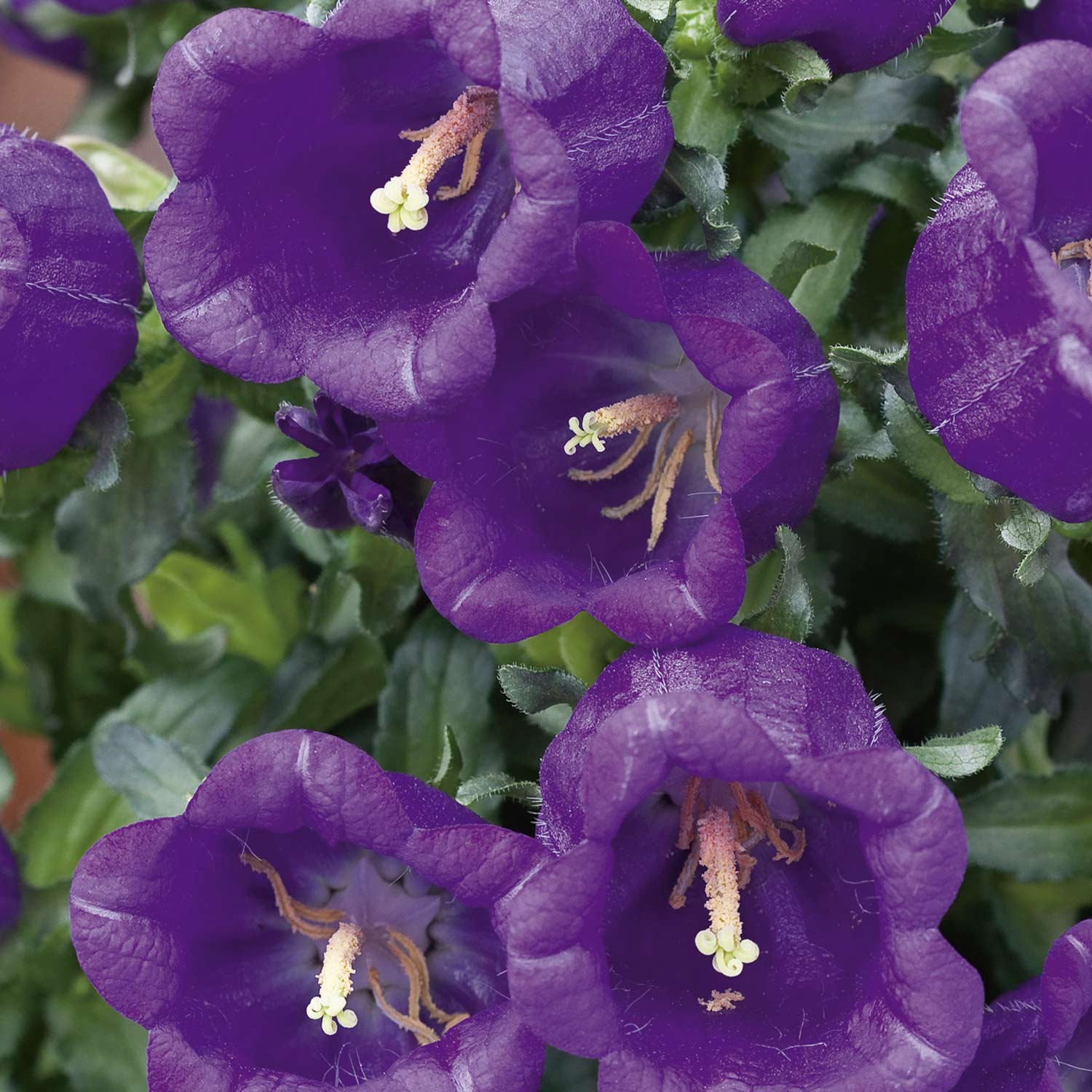 Kategorie <b>Stauden </b> - Marien-Glockenblume 'Blau' - 3 Stück Liefergröße: , 3 Stück - Campanula medium