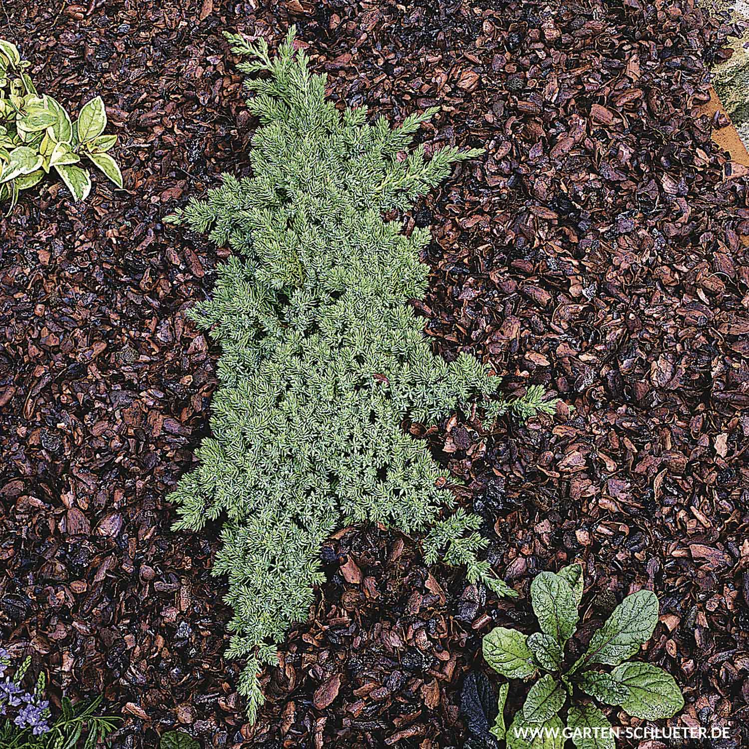 Japanischer Kriechwacholder 'Nana' Japanischer Kriechwacholder 'Nana'