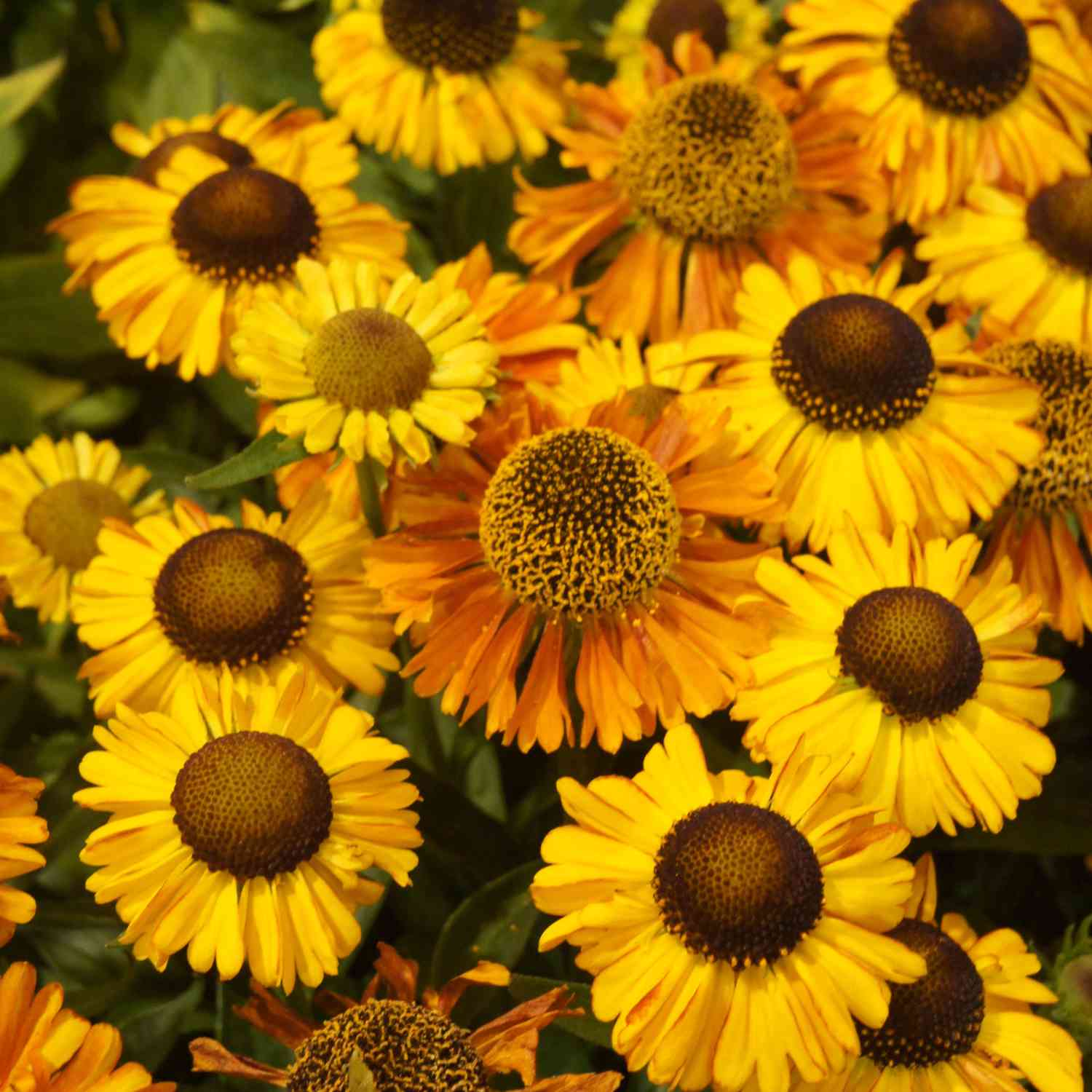 Sonnenbraut 'Short'n Sassy' Sonnenbraut 'Short'n Sassy'