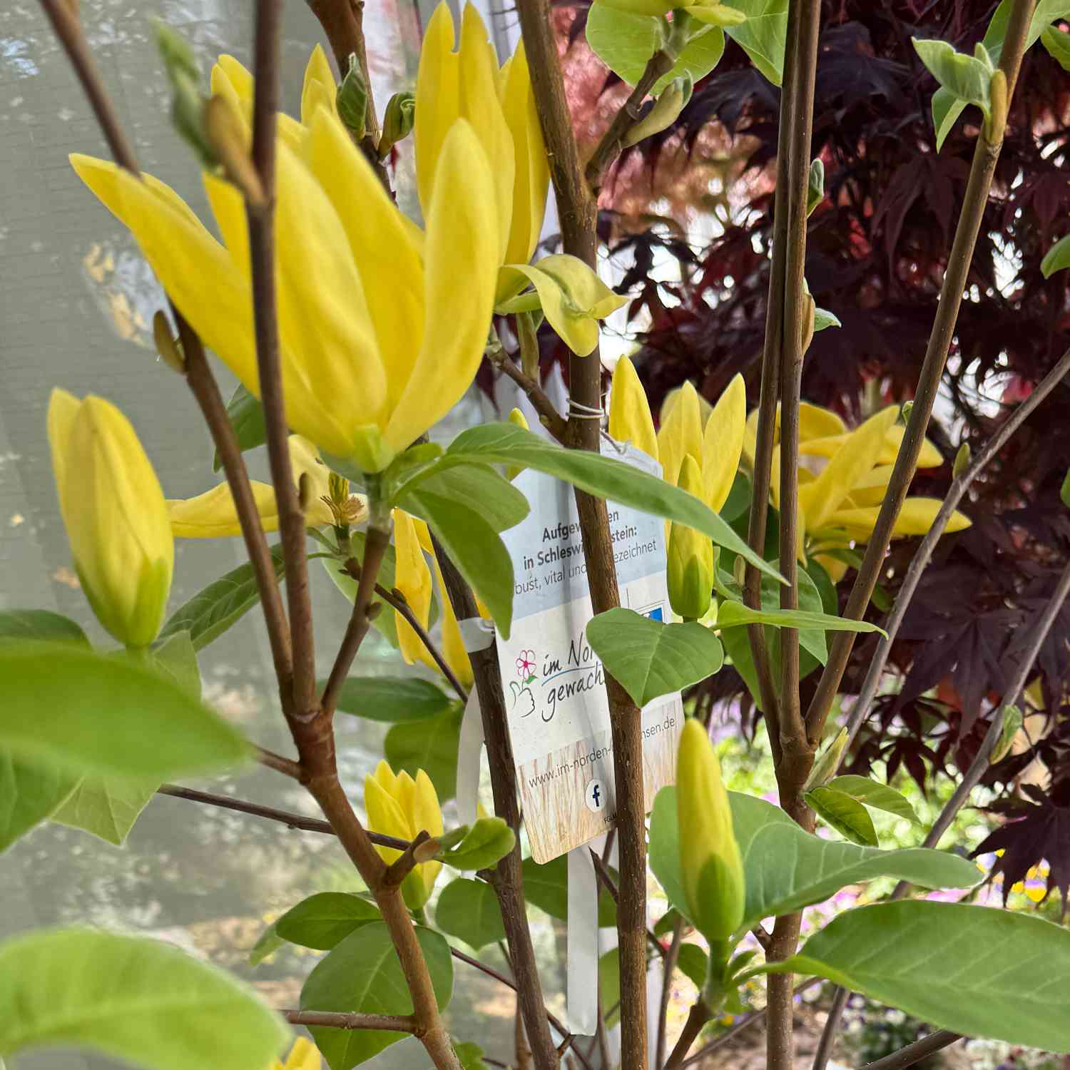 Magnolie 'Daphne' Magnolie 'Daphne'