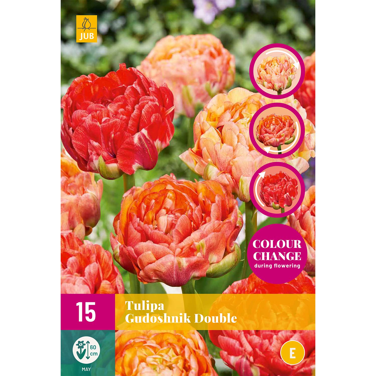 Späte gefüllte Tulpe 'Gudoshnik Double®' - 12 Stück Liefergröße: Zwiebelgröße 11/12