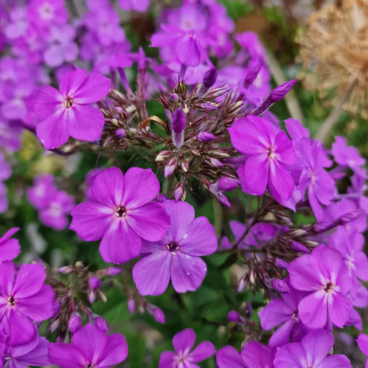 Edelphlox 'Queen Paola' Edelphlox 'Queen Paola'