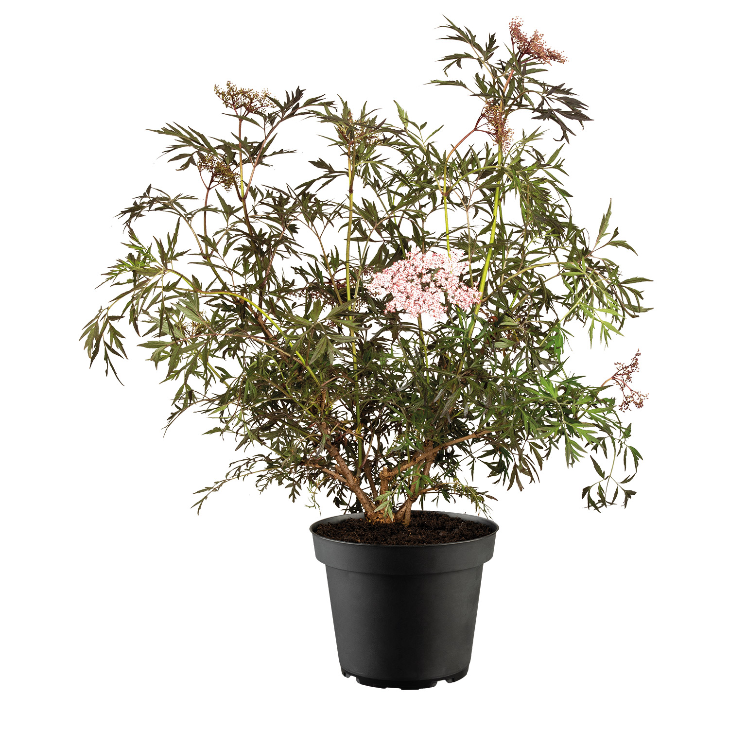 Fliederbeere 'Black Lace®' Fliederbeere 'Black Lace®'