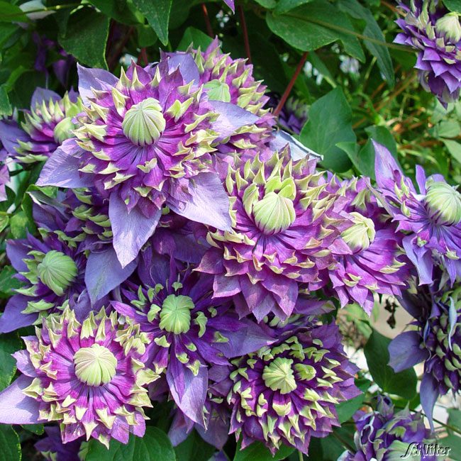 Clematis 'Taiga®' Liefergröße: 60 - 100 cm