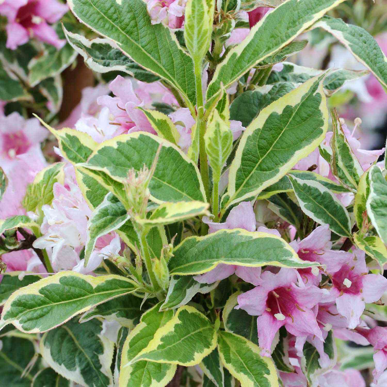 Buntblättrige Harlekin-Weigelie