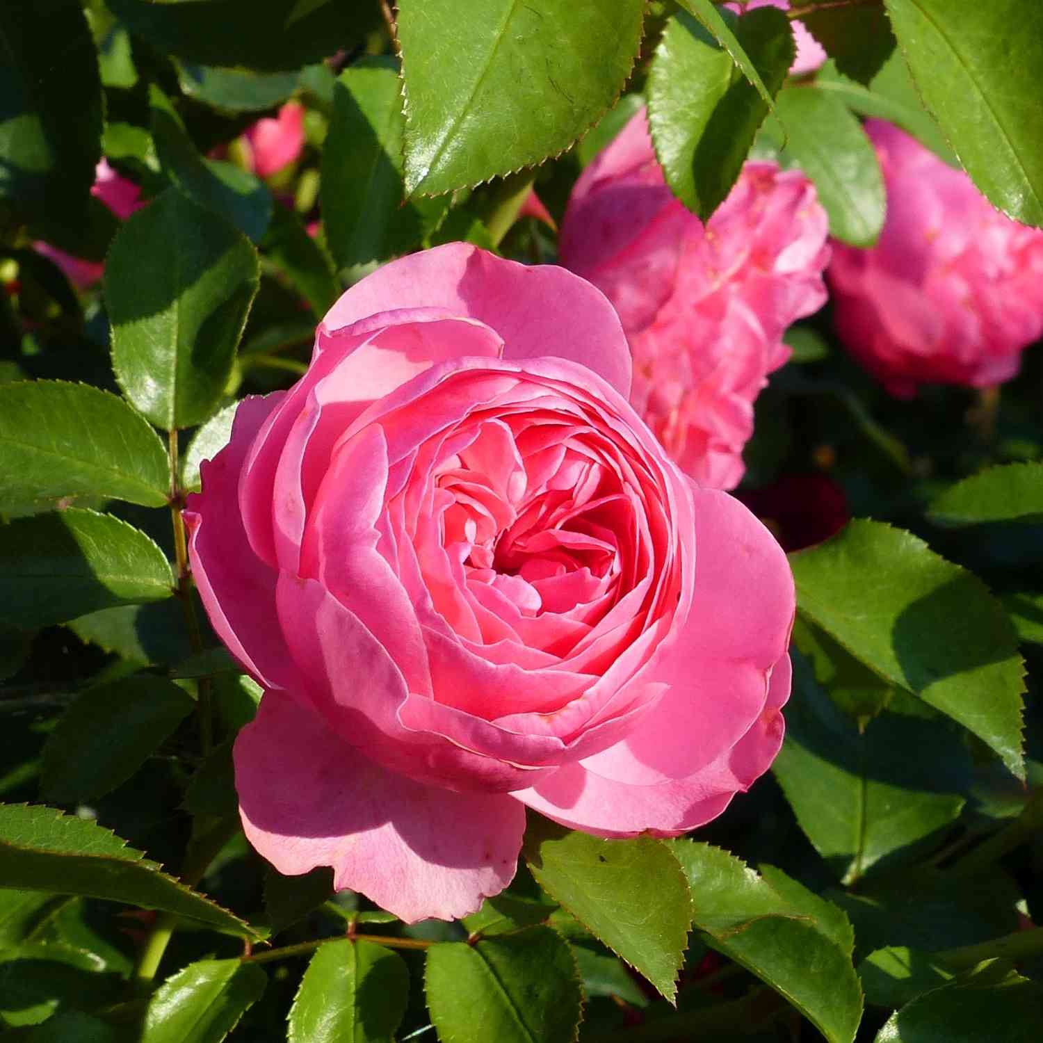 Nostalgische Rose 'Leonardo Da Vinci®'