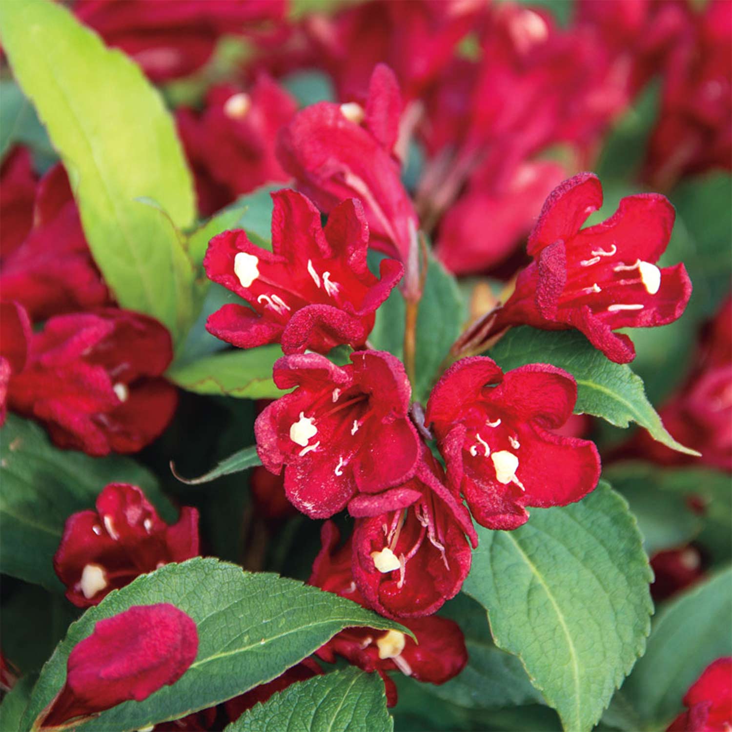 Weigelie 'Cherry Love'® Liefergröße: 30 - 40 cm