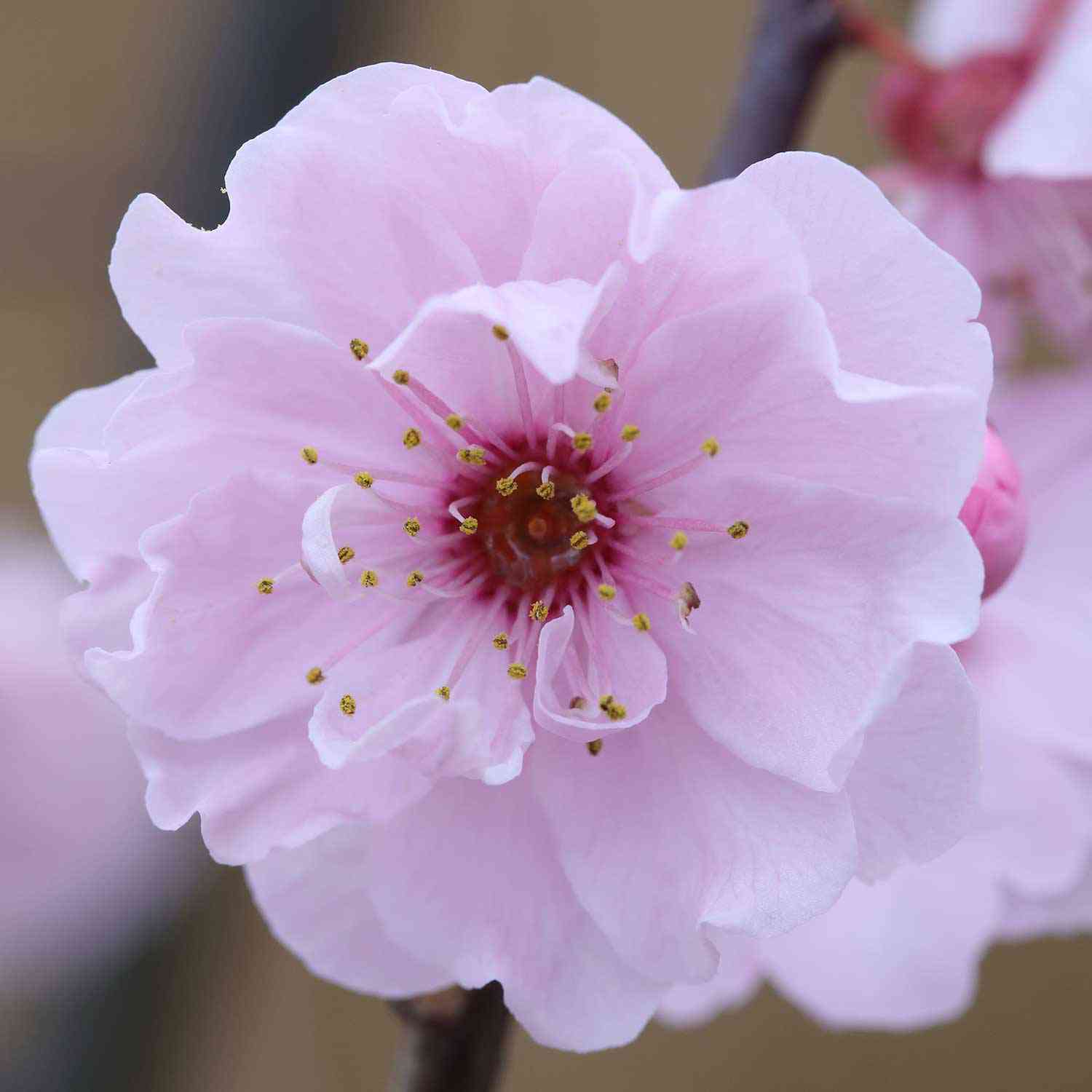 Blutpflaume gefüllte Blüten