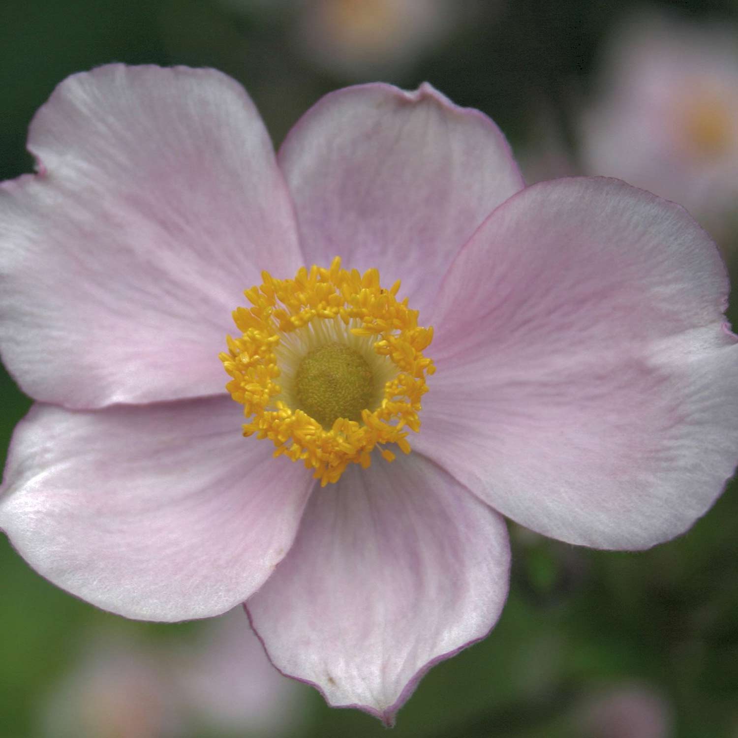 Herbst-Anemone 'Ouvertüre' Lieferform: Im 9 cm Topf
