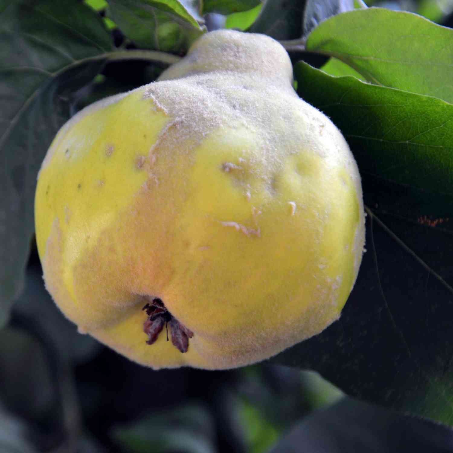 Portugiesische Birnenquitte