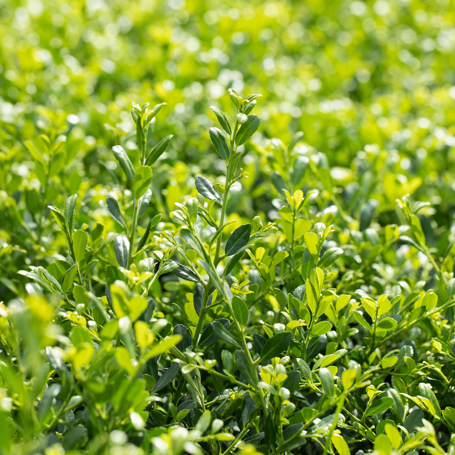 Niedriger Berg-Ilex 'Stokes'