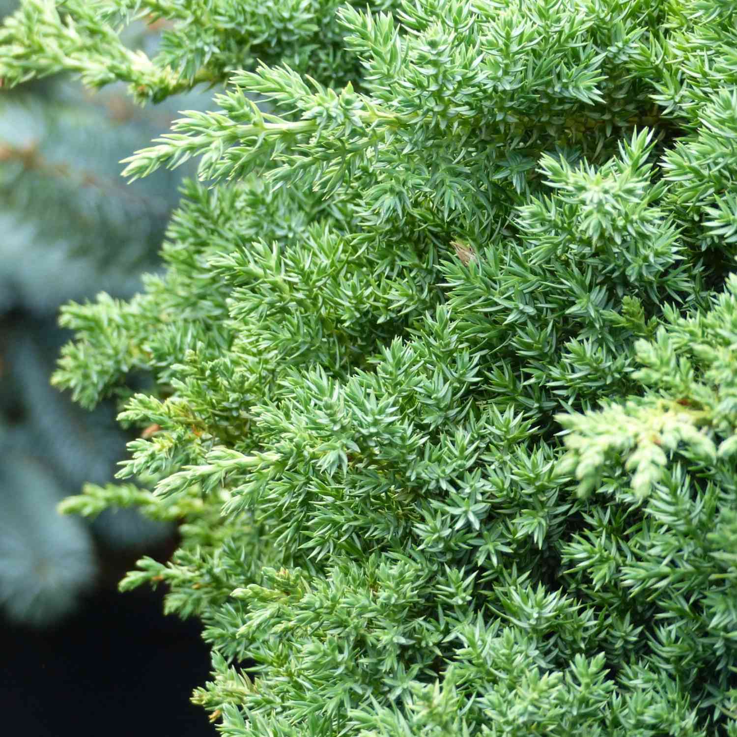 Japanischer Kriechwacholder 'Nana' Japanischer Kriechwacholder 'Nana'