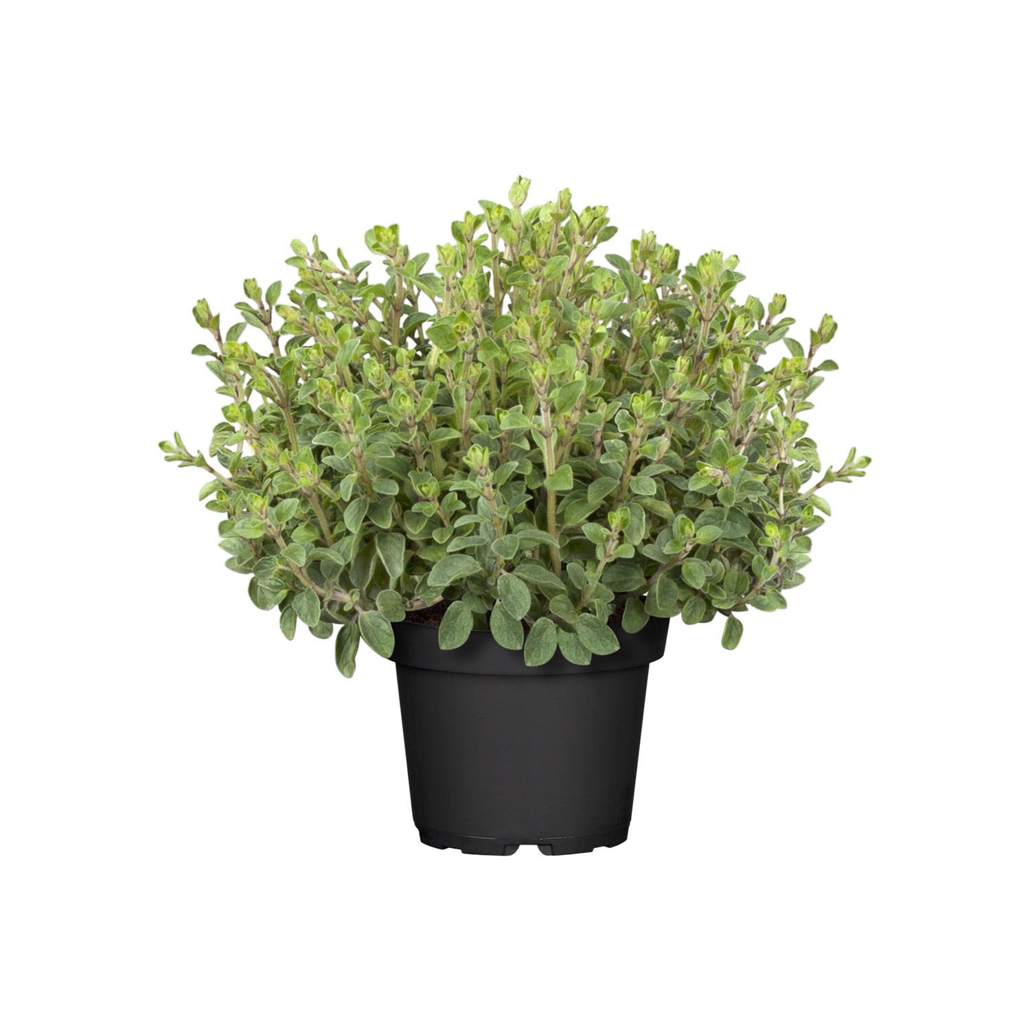 Zwerg-Oregano 'Compactum' Zwerg-Oregano 'Compactum'
