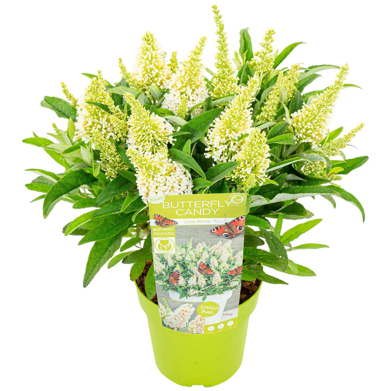 Zwerg-Schmetterlingsflieder 'Butterfly Candy® Little White', 3 Liter, 30 - 40 cm Liefergröße: 30 - 40 cm