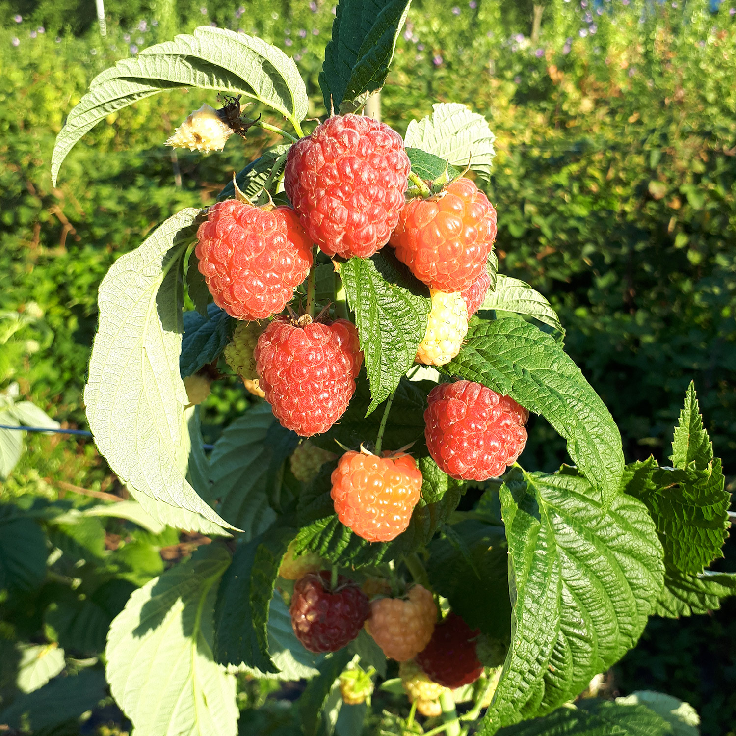 Kategorie <b>Beeren </b> - Herbsthimbeere Primeberry® 'Luberas Gigant®' Lieferform: Im 2 Liter Topf - Rubus idaeus 'Luberas Gigant'
