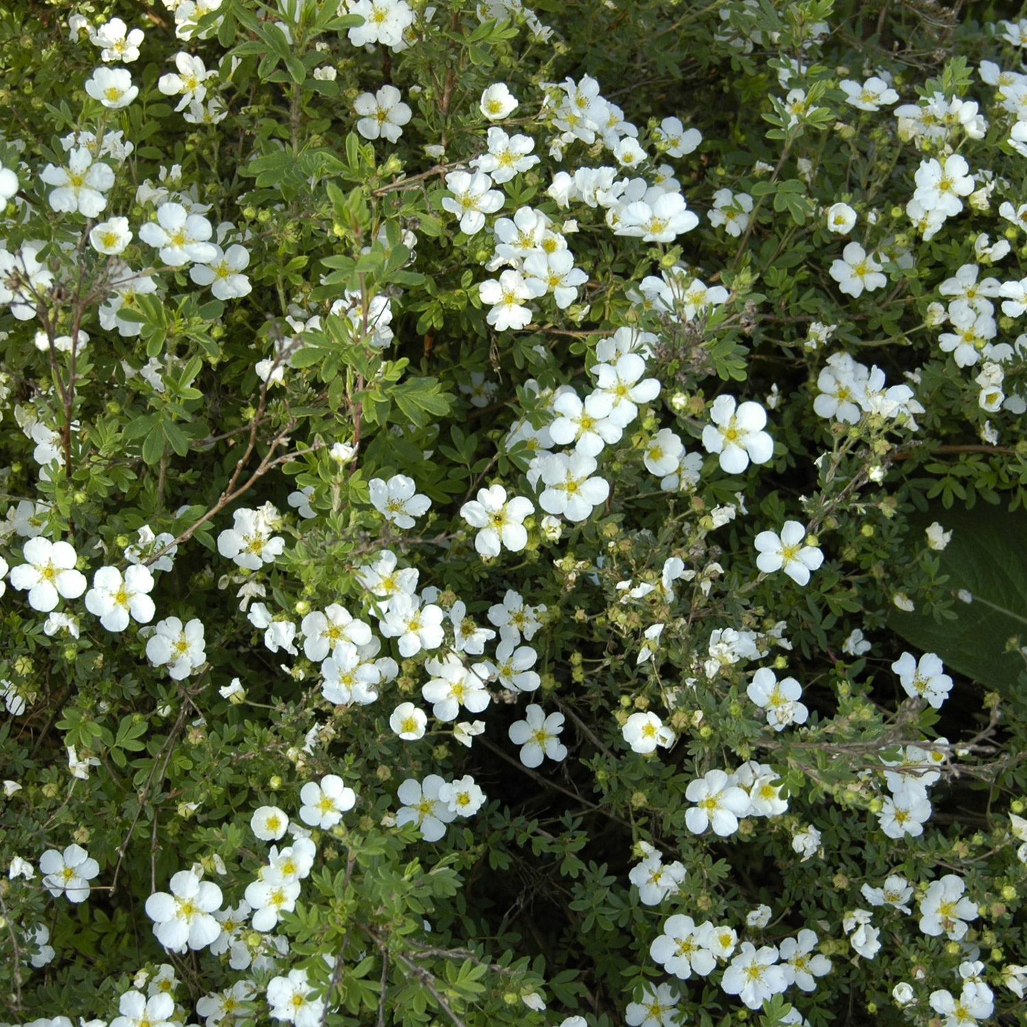 Fingerstrauch 'Abbotswood'