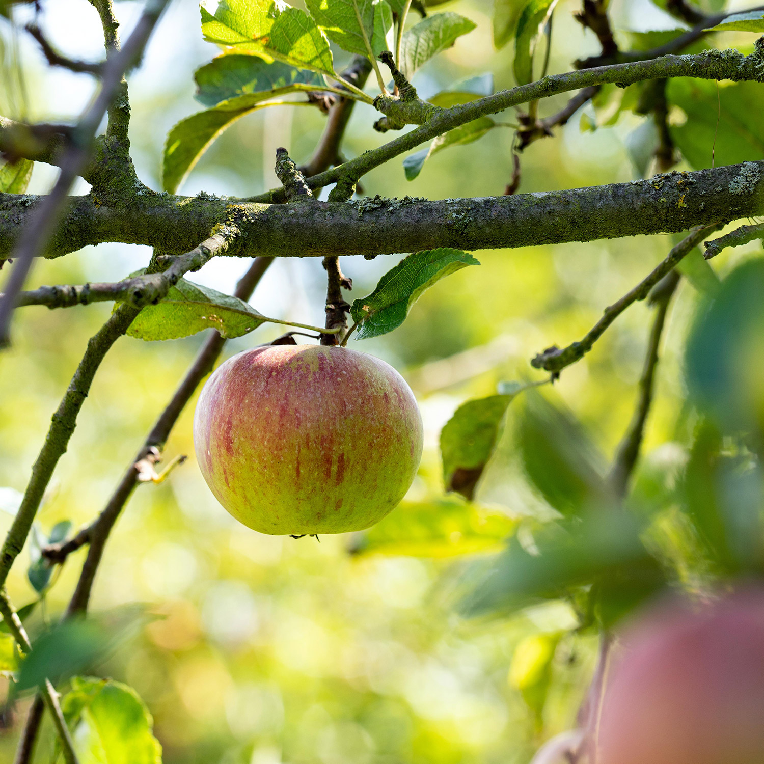 Zwerg-Apfel 'Cox Orange', 7,5 Liter, 140 - 160 cm, 40 - 60 cm Sth. Liefergröße: 140 - 160 cm., 40 - 60 cm Sth.