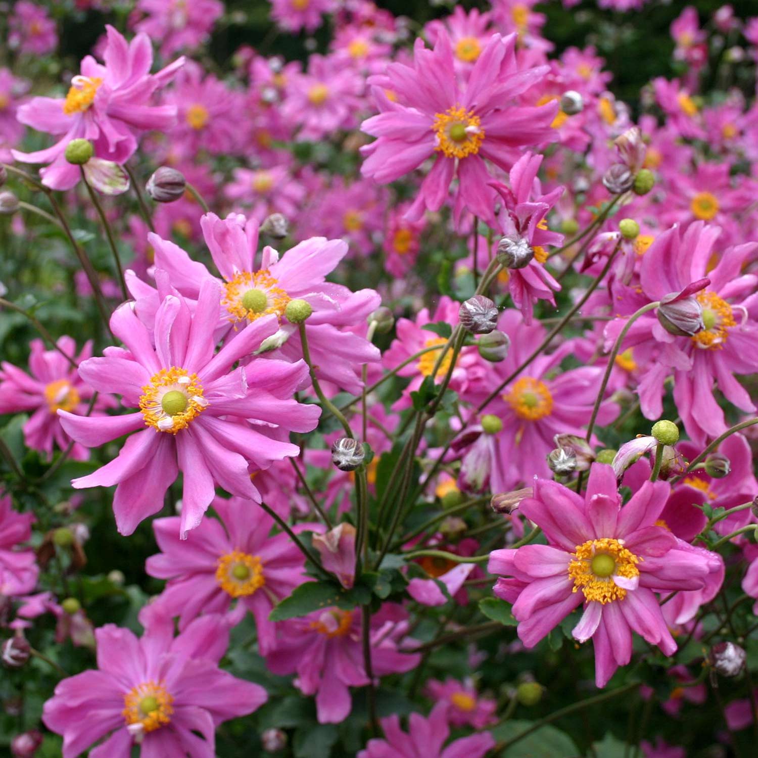 Herbst-Anemone Prinz Heinrich 3 Liter Container Lieferform: Im 3 Liter Topf