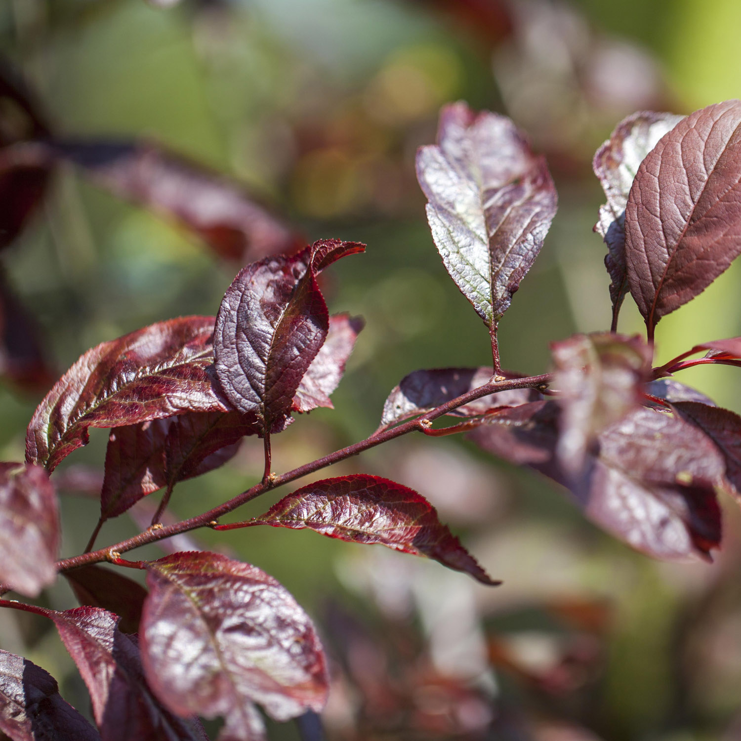 Blutpflaume 'Trailblazer'