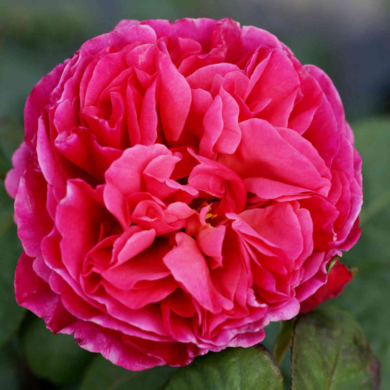 Nostalgische Rose 'Elbflorenz®' - ADR-Rose