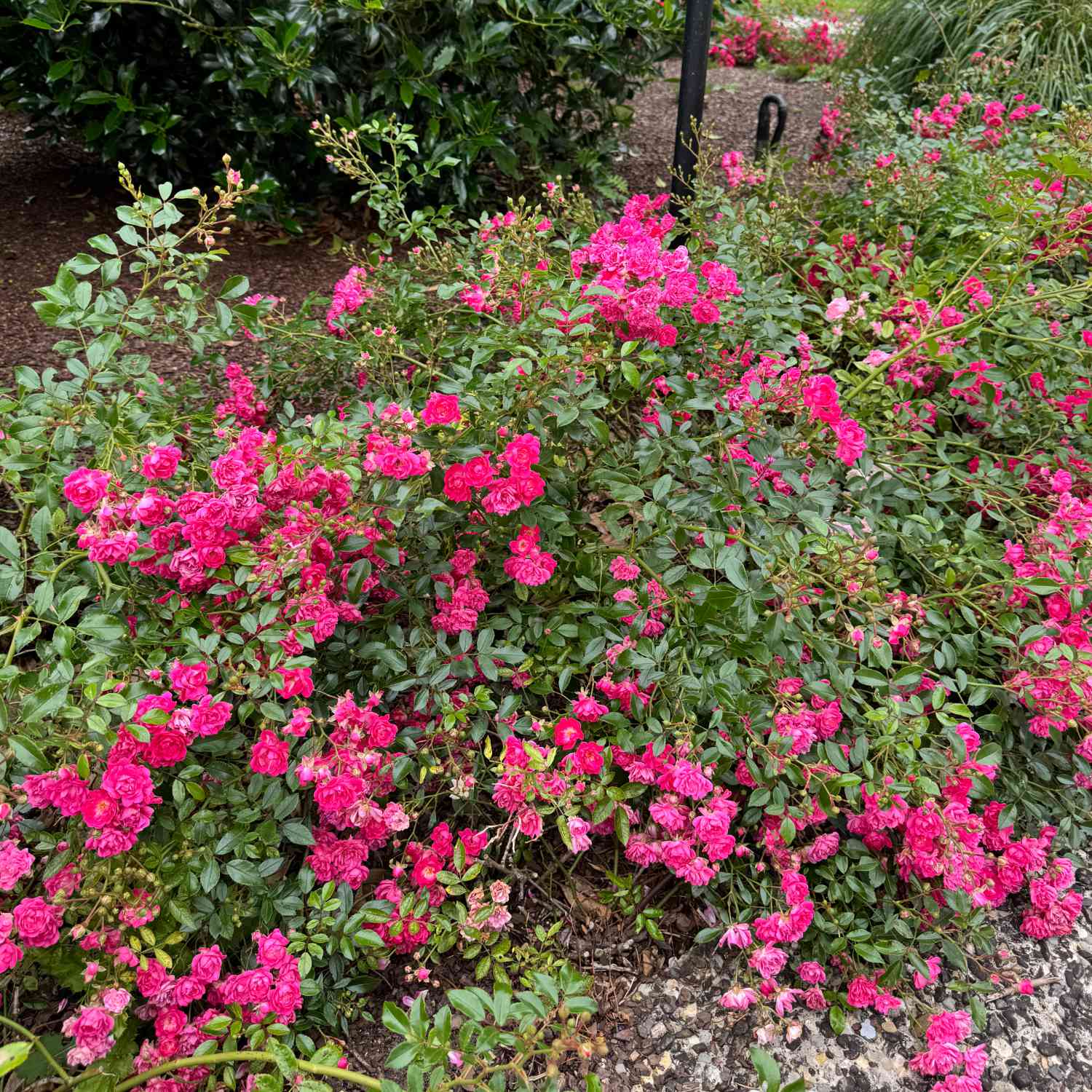 Bodendeckerrose 'Gärtnerfreude®' - ADR-Rose