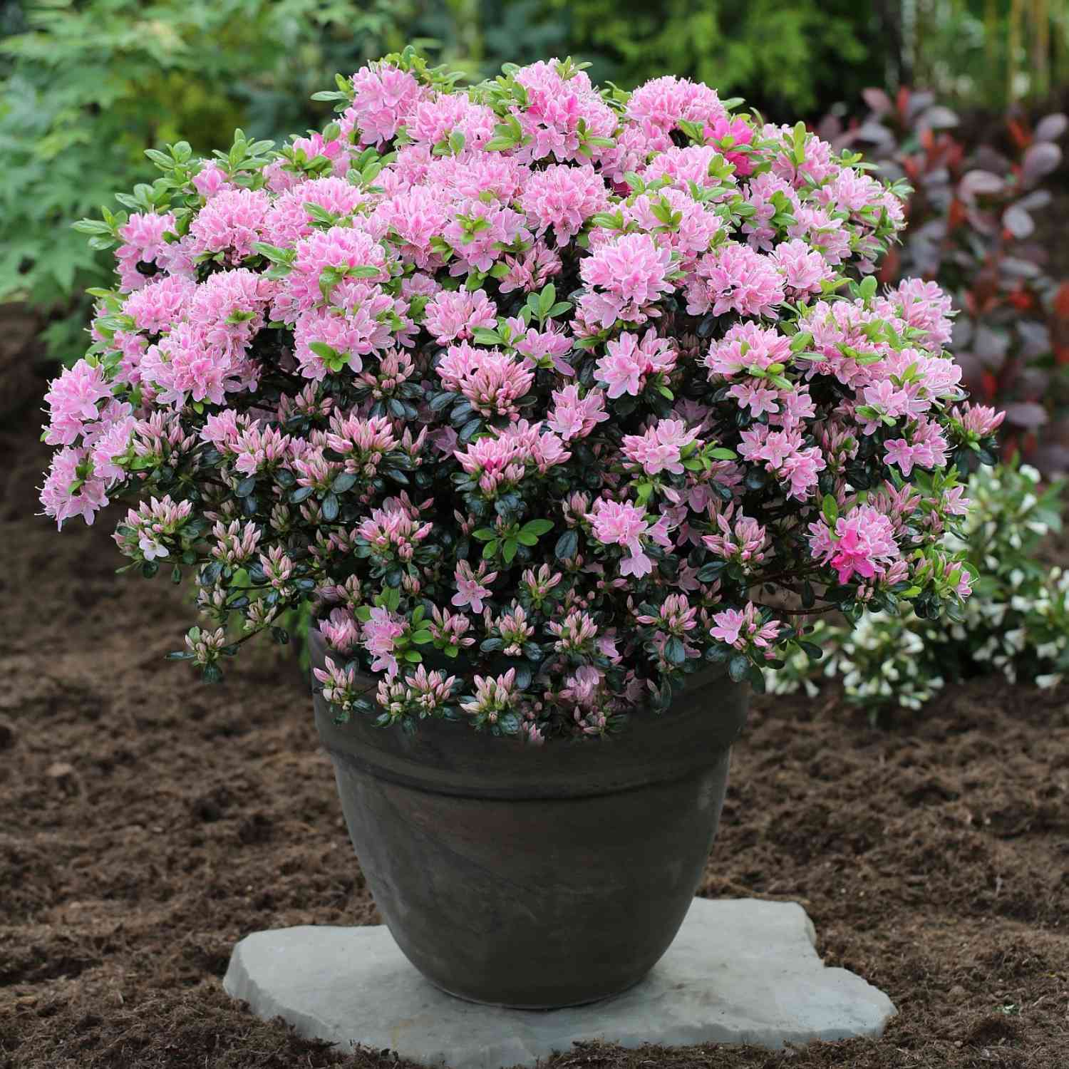 Japanische Azalee 'Kermesina Rosé'