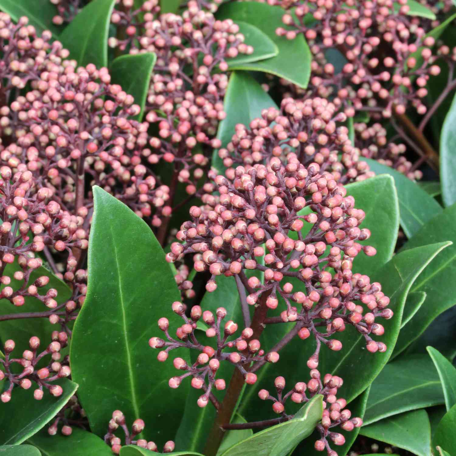 Blütenskimmie 'Rubella'