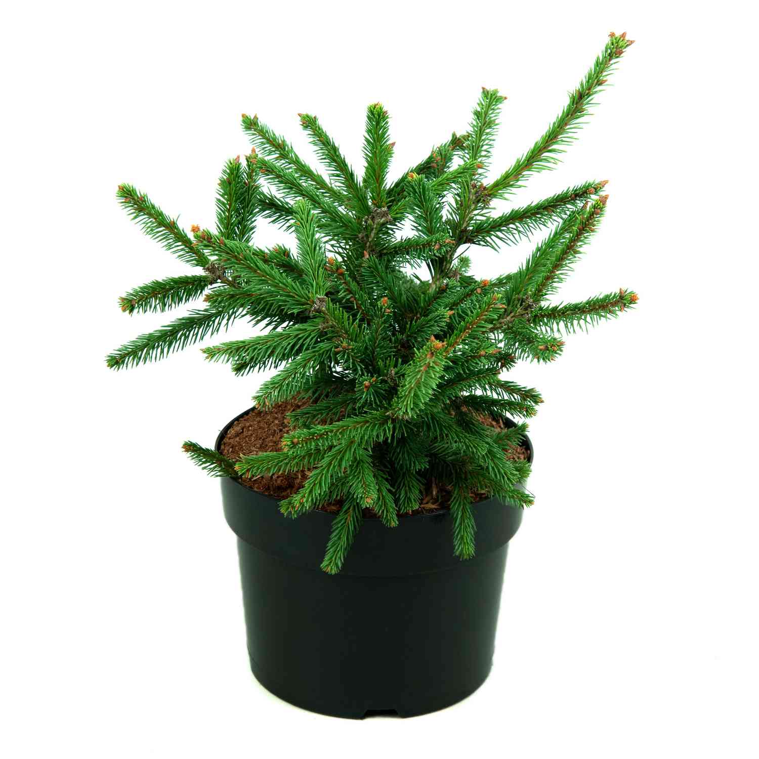 Zapfenfichte 'Acrocona'