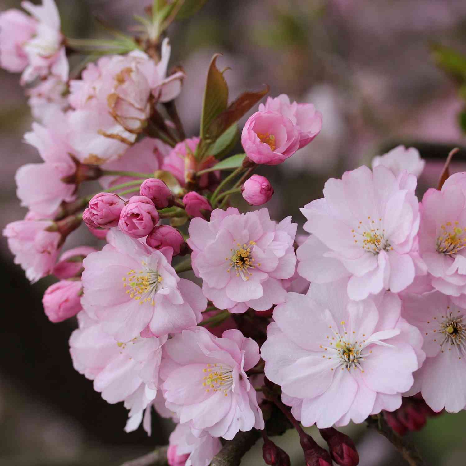 Frühe Zierkirsche / Frühlingskirsche Frühe Zierkirsche / Frühlingskirsche