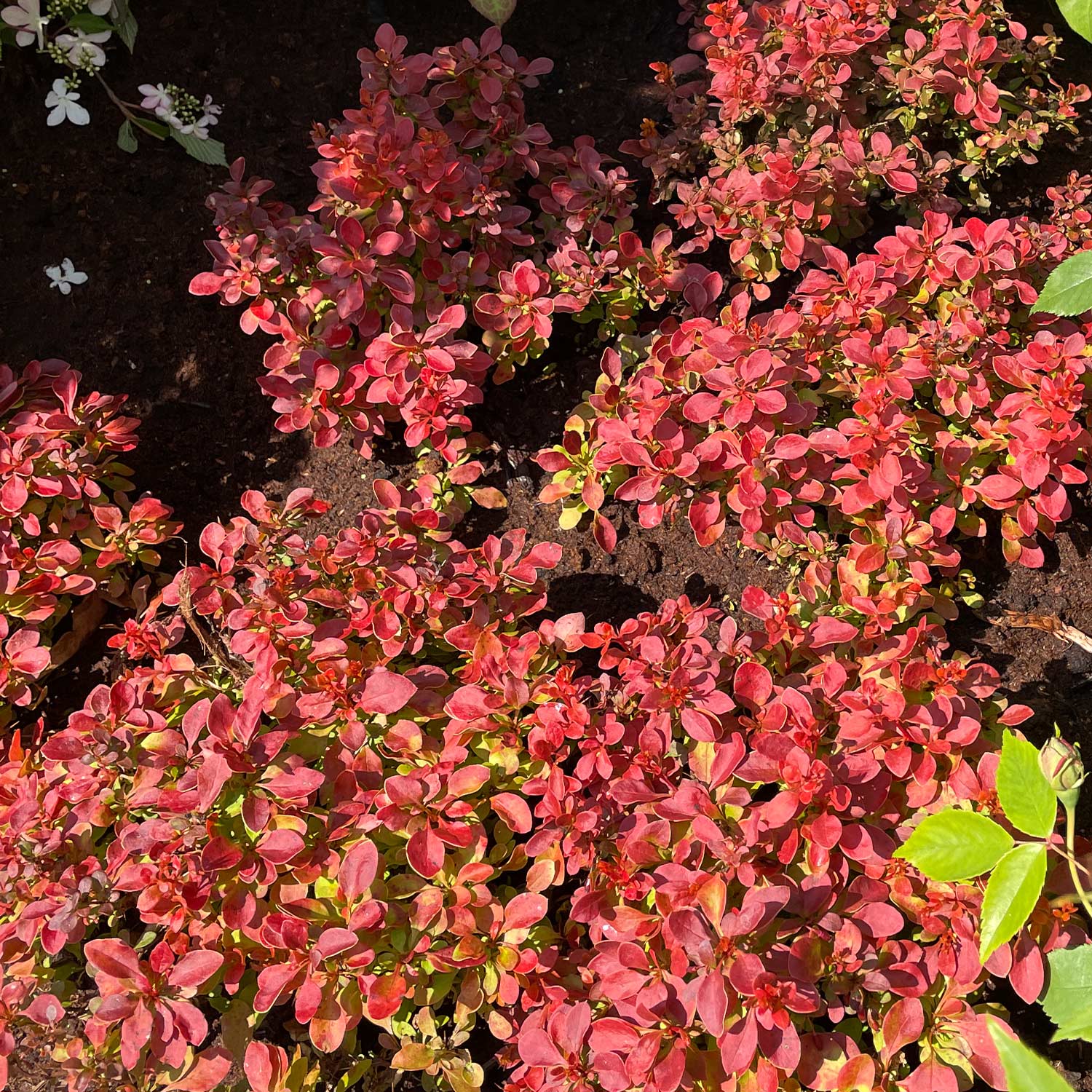Berberitze 'Admiral'