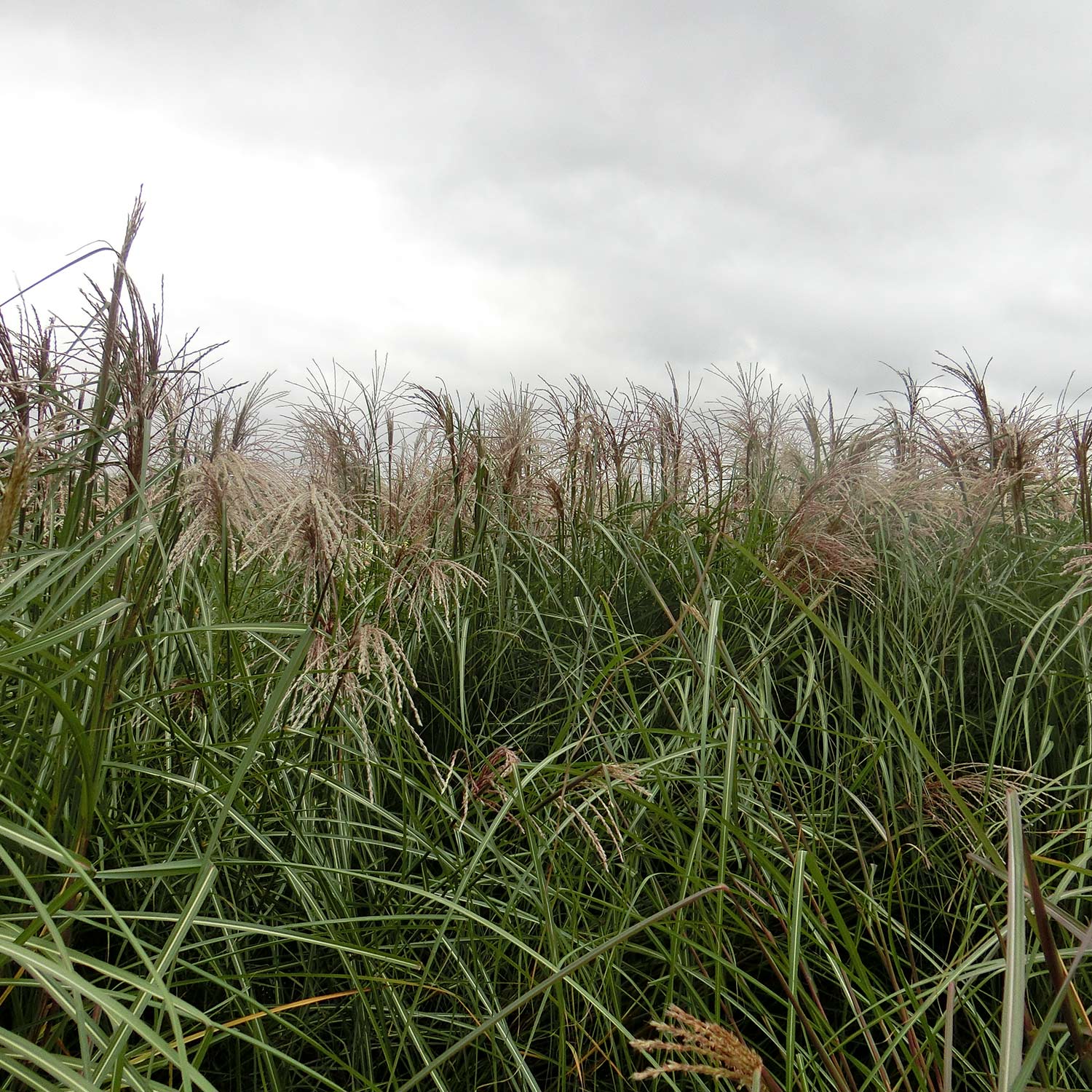 Chinaschilf 'Graziella' Lieferform: Im 5 Liter Topf